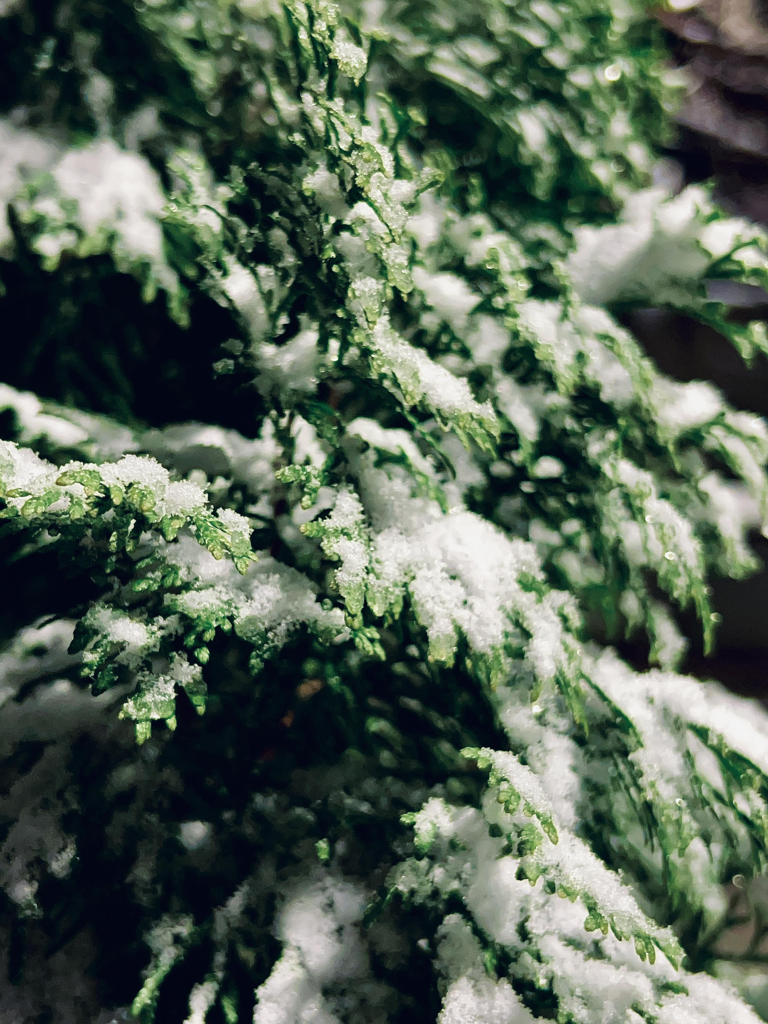 A color, medium-angle photograph in portrait orientation that captures the intricate detail of evergreen branches from a cedar tree, dusted with a fresh layer of bright white snow. The foliage consists of flat, scale-like needles in a deep forest green that peek through the crystalline powder. The snow is not a heavy blanket but rather a delicate coating of individual ice crystals that sparkle under soft, natural light, highlighting the textured surface of the greenery. The composition uses a shallow depth of field, with the central branches in sharp focus while the background fades into a soft, dark blur. Glints of a street light shimmer in the upper right corner. The contrast between the vibrant, cool green of the tree and the pure white of the snow creates a serene atmosphere, capturing a quiet moment of nature amidst an otherwise busy urban environment.