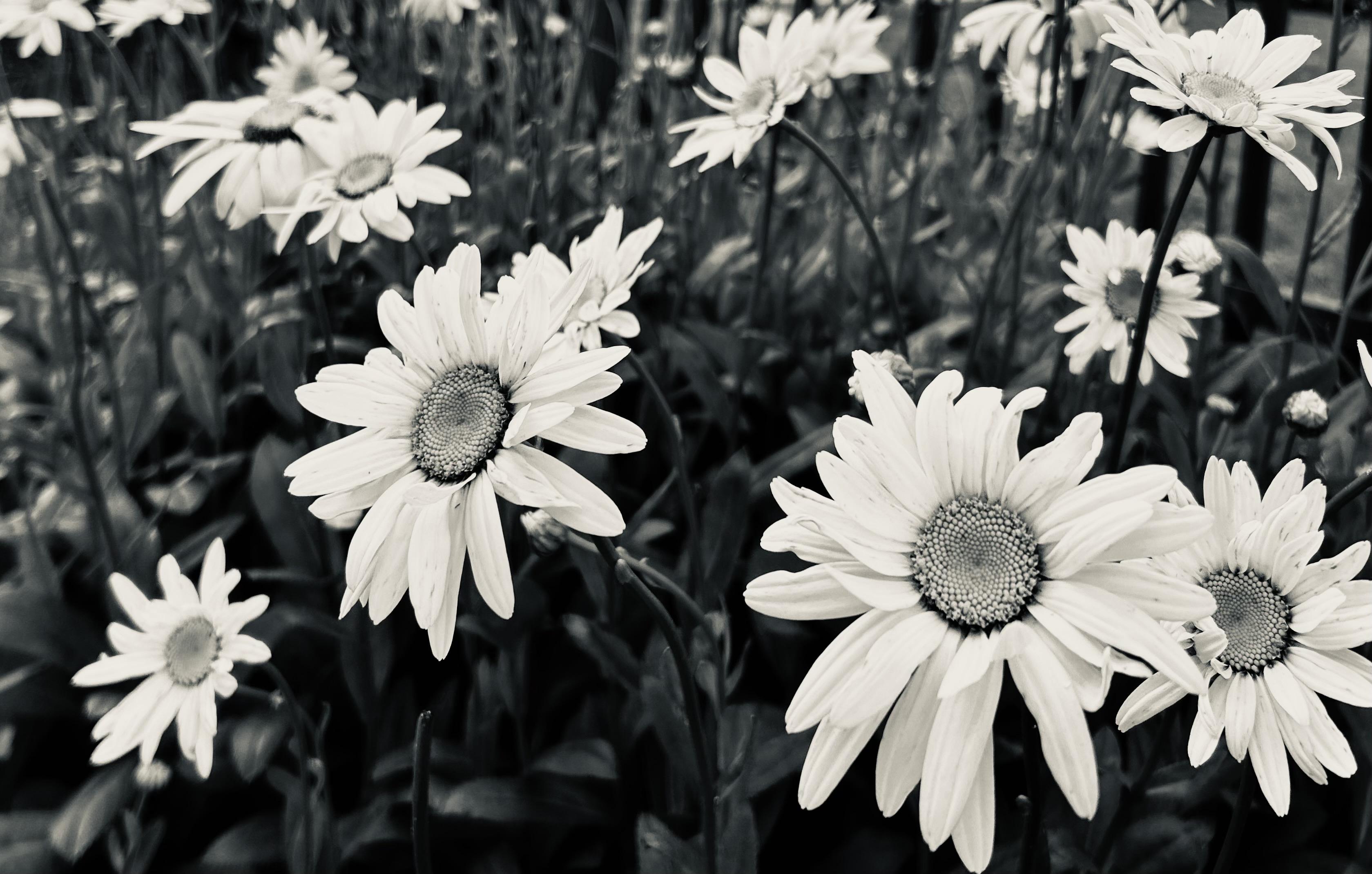 A noir, medium-angle photograph in landscape orientation that captures a planter full of numerous white daisies from a low-angle perspective. The flowers are in various stages of bloom, with two prominent blossoms in the foreground showing crisp, elongated petals and textured, circular centers. The lighting emphasizes the delicate ridges in the petals and the deep shadows of the surrounding foliage, creating a moody, dramatic atmosphere. While the background is softly blurred, dozens of additional daisy heads peek through the dark leaves, reaching upward. To the right of the floral cluster, thin dark vertical lines of a metal fence is visible.