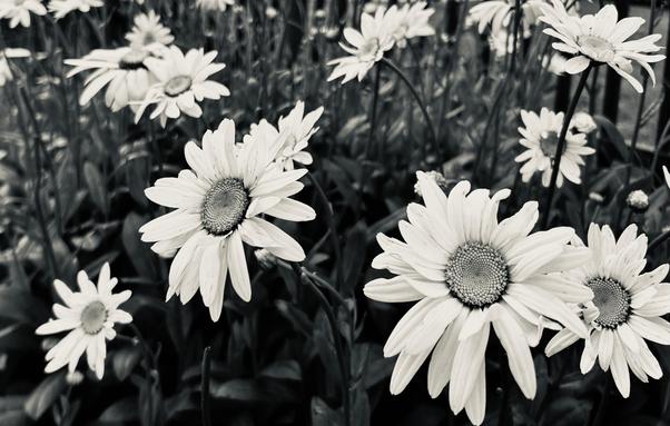 A noir, medium-angle photograph in landscape orientation that captures a planter full of numerous white daisies from a low-angle perspective. The flowers are in various stages of bloom, with two prominent blossoms in the foreground showing crisp, elongated petals and textured, circular centers. The lighting emphasizes the delicate ridges in the petals and the deep shadows of the surrounding foliage, creating a moody, dramatic atmosphere. While the background is softly blurred, dozens of additional daisy heads peek through the dark leaves, reaching upward. To the right of the floral cluster, thin dark vertical lines of a metal fence is visible.