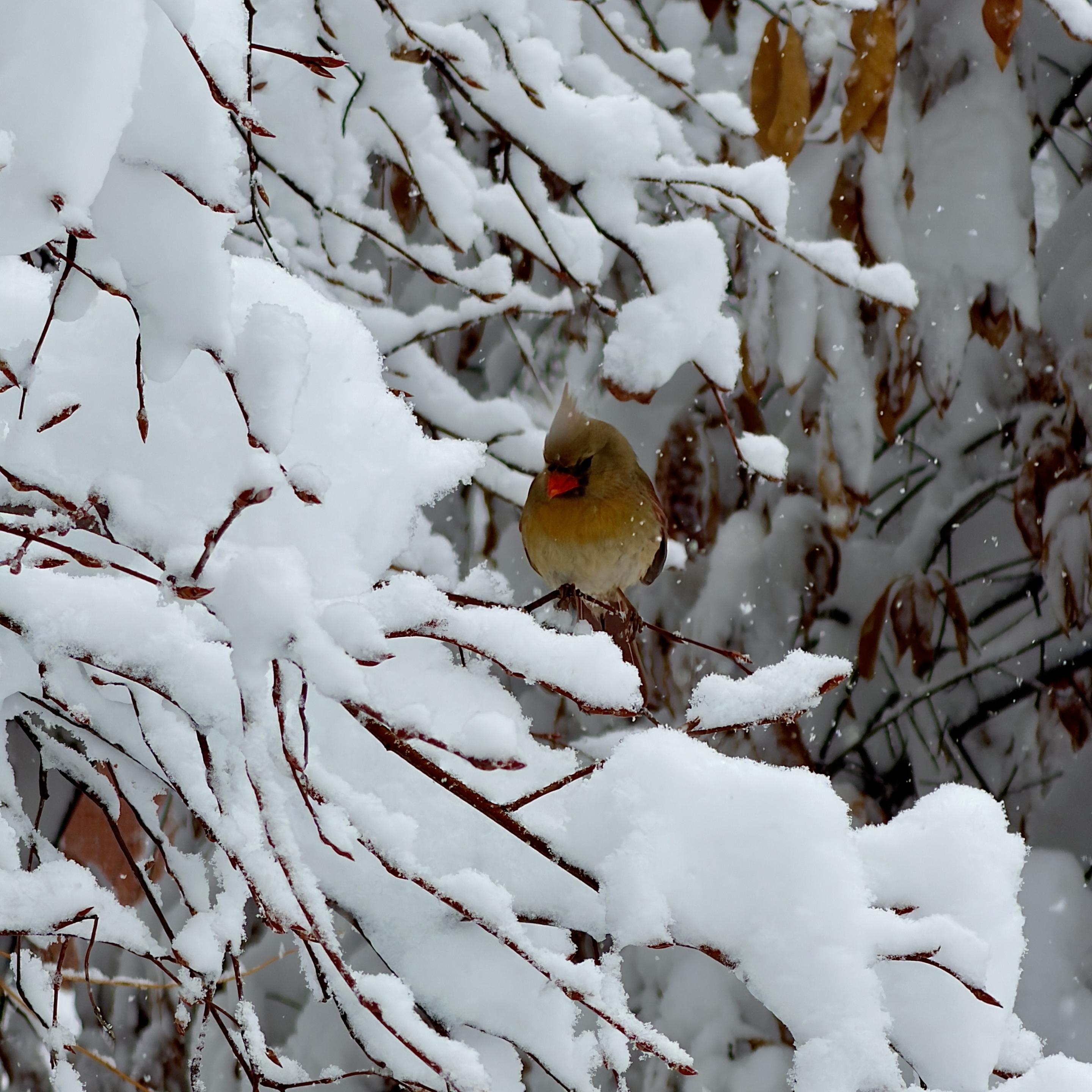 A color, medium-angle photograph of a female northern cardinal perched calmly on a slender, snow-dusted branch during today’s snowstorm in New York City. She displays soft tan and olive-brown plumage with subtle hints of red in her wings and tail. Her characteristic crest is slightly raised, and her short, stout orange-red beak provides a sharp pop of color against the muted winter palette. She appears fluffed up to retain heat, looking directly toward the viewer with a dark, attentive eye. The surrounding environment is heavily laden with thick, pillowy snow that clings to a network of dark, reddish-brown twigs and branches. The weight of the snow bends the branches, creating a dense, textured canopy that frames the bird. In the background, withered brown leaves peek through the white cover, suggesting a late autumn or early winter storm. Fine, white snowflakes are visible mid-air, blurring the background slightly and adding a sense of quiet movement to the cold, serene atmosphere.