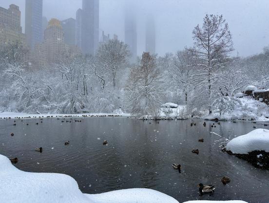 A color, wide-angle photograph in landscape orientation captures a serene winter scene at The Pond in Central Park during today’s snowstorm. In the foreground, thick, pillowy mounds of fresh white snow frame the dark, rippling water. Dozens of mallard ducks are scattered across the surface; some paddle calmly through the chilly water, while a large group huddles together on a thin, icy shelf near the distant shoreline. Large, soft snowflakes drift through the air, creating a tranquil snow globe effect over the scene. In the background, a dense thicket of trees is heavily weighed down by a blanket of pristine snow, their skeletal branches appearing entirely white against the overcast sky. Beyond the treeline, the iconic midtown Manhattan skyline is partially swallowed by a thick, grey wintry haze. Visibility is greatly reduced. The overall atmosphere is quiet and ethereal, capturing a rare moment of stillness in New York City during a major natural event.