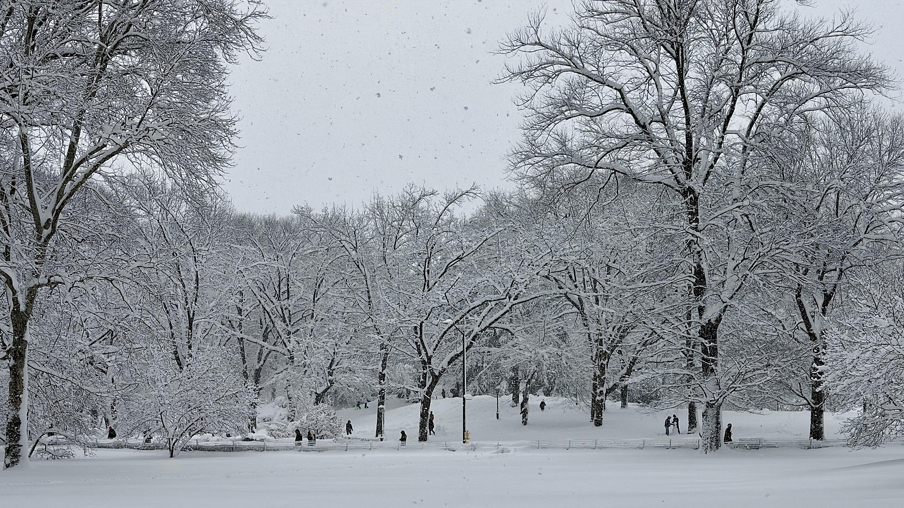 A color, wide-angle photograph in landscape orientation that captures a serene, snow-blanketed landscape in Central Park during a heavy winter storm. The scene is dominated by a thick layer of pristine white snow covering the ground and clinging heavily to the intricate, leafless branches of a dense grove of trees. The sky is a flat, overcast gray, with visible snowflakes falling throughout the frame, greatly reducing visibility in the distance. In the foreground, an expansive, undisturbed field of snow leads the eye toward a cluster of large, dark-trunked trees that create a high canopy over the park’s rolling hills. Throughout the middle ground, several small figures of people are scattered, enjoying the winter weather. To the left, a few individuals are walking through the deep drifts, while others stand still, taking photos of the picturesque scenery. Towards the center, children and adults are seen sledding down a gentle white slope. On the right side of the image, a small group is actively building a snowman, while nearby, others are in the middle of a snowball fight. The overall atmosphere is one of quiet, wintry playfulness, framed by the stark contrast of the dark wood against the brilliant white snow.