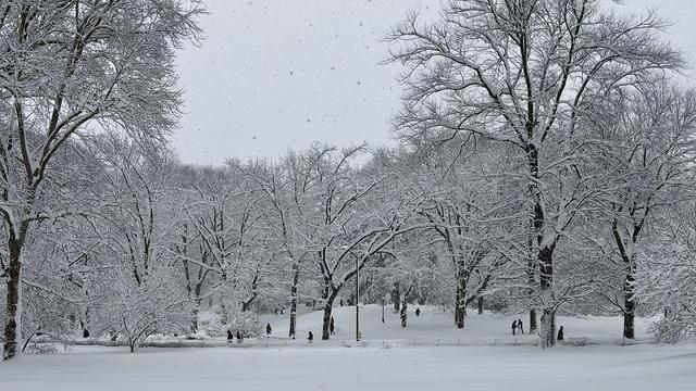 A color, wide-angle photograph in landscape orientation that captures a serene, snow-blanketed landscape in Central Park during a heavy winter storm. The scene is dominated by a thick layer of pristine white snow covering the ground and clinging heavily to the intricate, leafless branches of a dense grove of trees. The sky is a flat, overcast gray, with visible snowflakes falling throughout the frame, greatly reducing visibility in the distance. In the foreground, an expansive, undisturbed field of snow leads the eye toward a cluster of large, dark-trunked trees that create a high canopy over the park’s rolling hills. Throughout the middle ground, several small figures of people are scattered, enjoying the winter weather. To the left, a few individuals are walking through the deep drifts, while others stand still, taking photos of the picturesque scenery. Towards the center, children and adults are seen sledding down a gentle white slope. On the right side of the image, a small group is actively building a snowman, while nearby, others are in the middle of a snowball fight. The overall atmosphere is one of quiet, wintry playfulness, framed by the stark contrast of the dark wood against the brilliant white snow.
