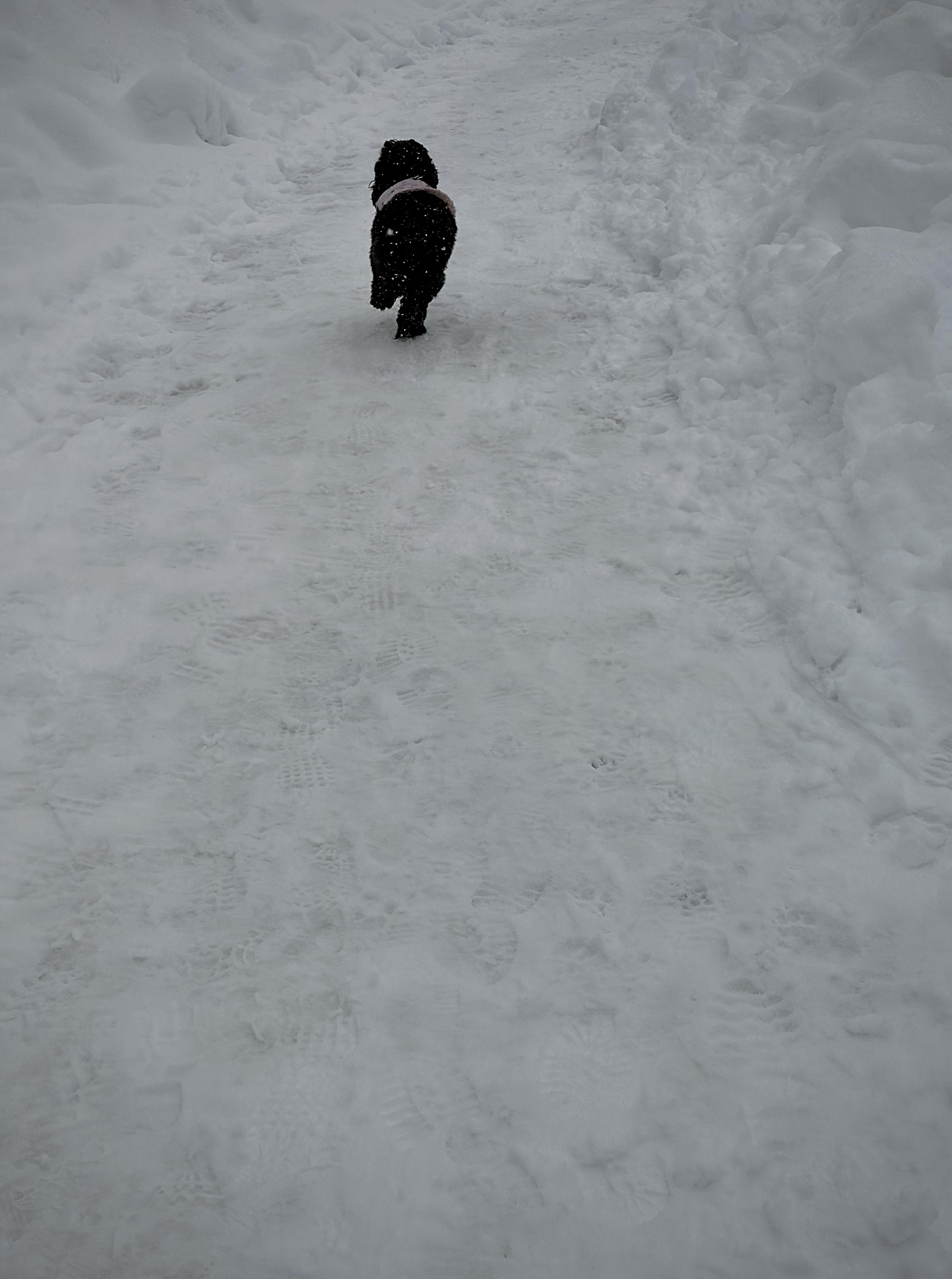 A color, medium-angle photograph in landscape orientation that captures a small, fluffy black dog with curly fur, likely a poodle mix, captured from behind as it runs away from the camera down a snowy path in Central Park. The dog is wearing a light pink harness that contrasts with its dark coat and the vast white surroundings. The path is covered in packed, trodden snow filled with numerous footprints and texture, flanked on both sides by high, uneven snowbanks. The overall lighting is cool and overcast.