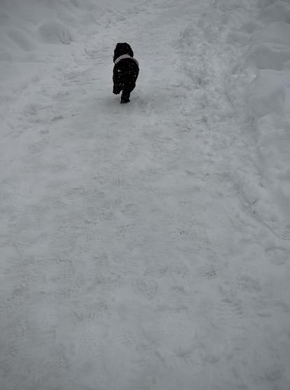 A color, medium-angle photograph in landscape orientation that captures a small, fluffy black dog with curly fur, likely a poodle mix, captured from behind as it runs away from the camera down a snowy path in Central Park. The dog is wearing a light pink harness that contrasts with its dark coat and the vast white surroundings. The path is covered in packed, trodden snow filled with numerous footprints and texture, flanked on both sides by high, uneven snowbanks. The overall lighting is cool and overcast.