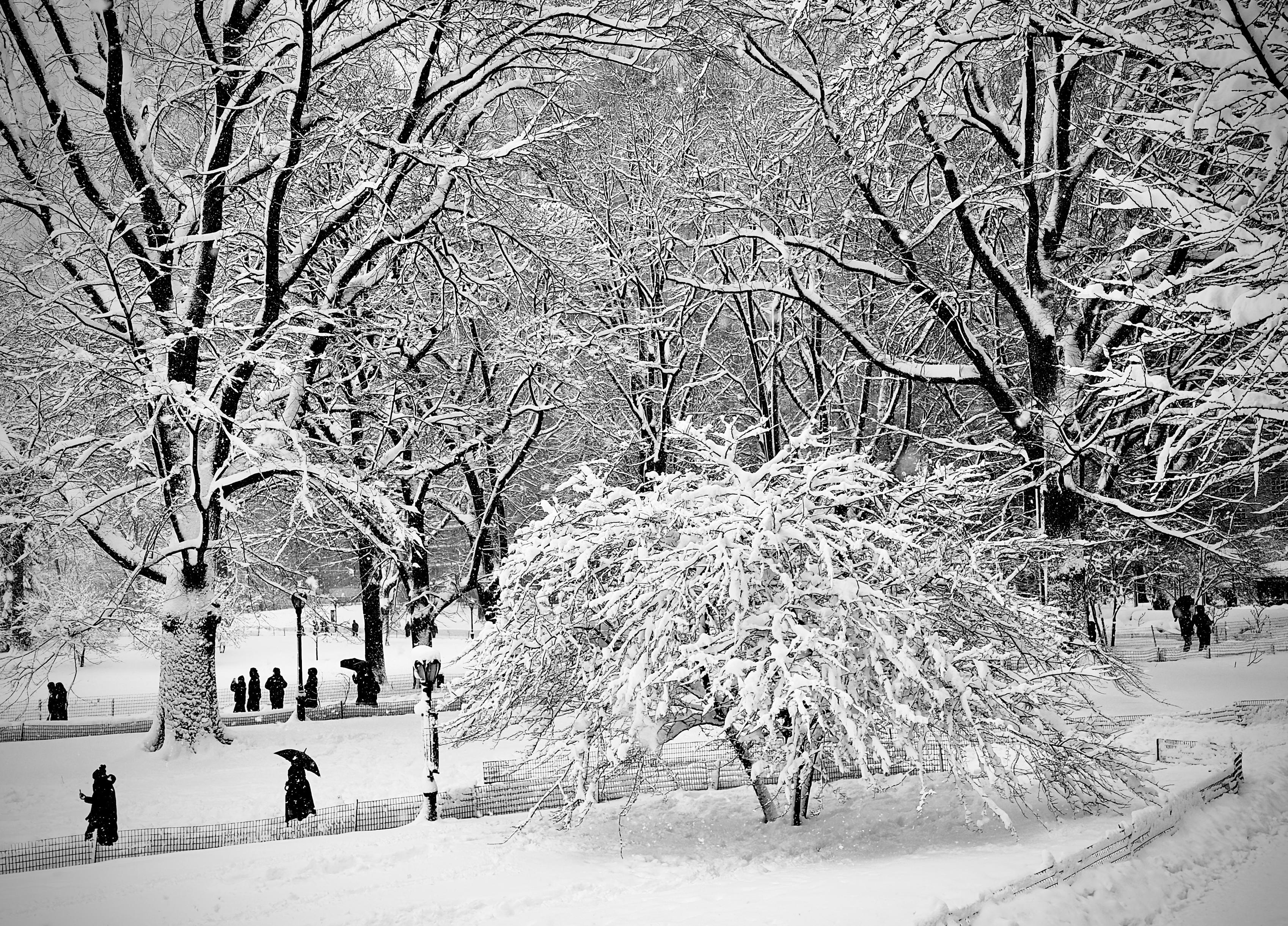 A noir, wide-angle photograph in landscape orientation that captures a serene, snow-covered scene in Central Park during a heavy winter storm. The scene is dominated by a dense network of bare tree branches, all heavily coated in a thick layer of fresh snow, creating a high-contrast web of black and white against a pale, overcast morning sky. In the mid-ground, a smaller, bushy tree bows under the weight of the snow, its delicate branches forming a sprawling, rounded shape that acts as a focal point. Fine flakes are visible in the air, adding a soft, textured blur to the background. Along the lower third of the frame, several pedestrians appear as stark black silhouettes against the brilliant white ground. Most are dressed in dark winter coats and many carry open umbrellas to shield themselves from the falling snow. A low, dark wire fence curves through the foreground, delineating a path where the snow looks deep and undisturbed. The composition, with its monochromatic palette and the quiet stillness of the figures, evokes a peaceful yet cold atmosphere typical of a winter.