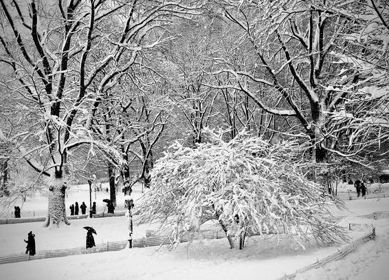 A noir, wide-angle photograph in landscape orientation that captures a serene, snow-covered scene in Central Park during a heavy winter storm. The scene is dominated by a dense network of bare tree branches, all heavily coated in a thick layer of fresh snow, creating a high-contrast web of black and white against a pale, overcast morning sky. In the mid-ground, a smaller, bushy tree bows under the weight of the snow, its delicate branches forming a sprawling, rounded shape that acts as a focal point. Fine flakes are visible in the air, adding a soft, textured blur to the background. Along the lower third of the frame, several pedestrians appear as stark black silhouettes against the brilliant white ground. Most are dressed in dark winter coats and many carry open umbrellas to shield themselves from the falling snow. A low, dark wire fence curves through the foreground, delineating a path where the snow looks deep and undisturbed. The composition, with its monochromatic palette and the quiet stillness of the figures, evokes a peaceful yet cold atmosphere typical of a winter.