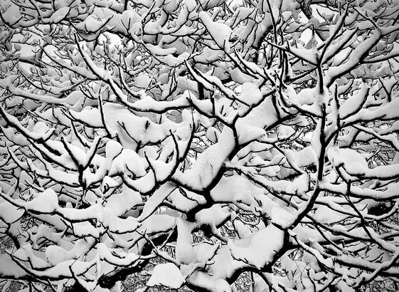 A noir, wide-angle photograph that captures a dense, intricate network of bare tree branches heavily laden with fresh, pillowy snow in Riverside Park in Manhattan. The dark, skeletal lines of the limbs create a sharp, graphic silhouette against the bright white snow that clings to their tops, forming thick, rounded ridges and soft drifts. The composition is an abstract, frame-filling tangle of textures, where the interlocking branches move in various directions, creating a rhythmic pattern of dark wood and brilliant white frost. The lighting is soft and even, emphasizing the smooth, velvet-like quality of the snow as it balances precariously on the slender twigs and sturdy boughs.