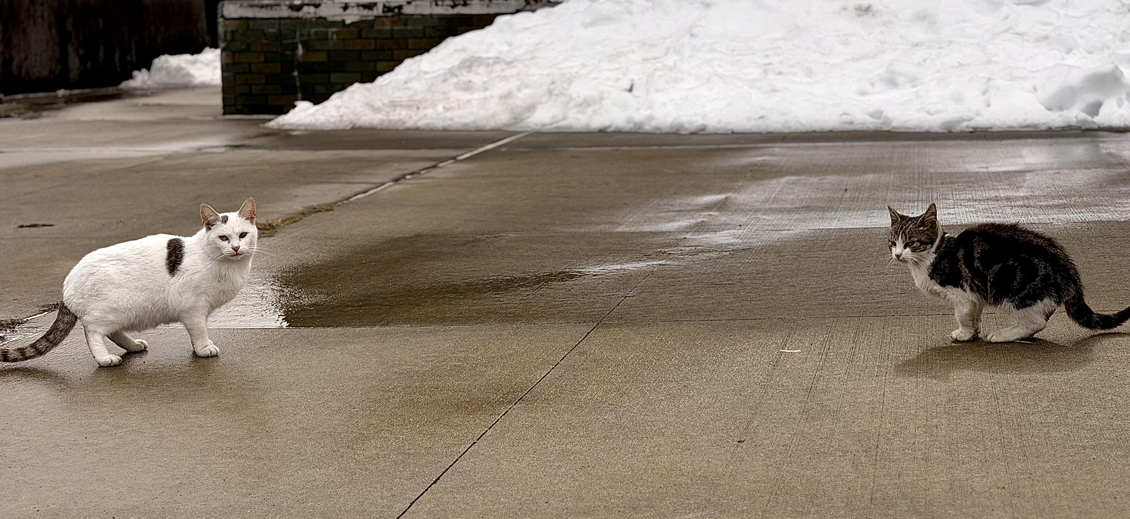 A color, wide-angle photograph in landscape orientation of two cats positioned several feet apart on a damp, gray concrete pavement, captured in a moment of high tension on an overcast winter morning in Manhattan. On the left, a primarily white cat with a distinctive dark tabby patch on its side and a striped tail stands broadside, turning its head to stare directly at the viewer with a neutral but alert expression. On the right, a smaller tabby-and-white cat is crouched low to the ground in a defensive "prowl" stance, its body angled toward the white cat with its ears slightly pulled back and its gaze fixed midway between the viewer and the other cat. The ground between them is slick with meltwater, reflecting the overcast sky and the looming standoff. The background is dominated by a large pile of snow that stretches across the upper half of the frame. Behind the snow, a dark, weathered brick wall and a portion of a building are visible. The overall composition is wide and cinematic, emphasizing the physical distance and the brewing conflict between the two felines against the desolate, cold urban landscape.