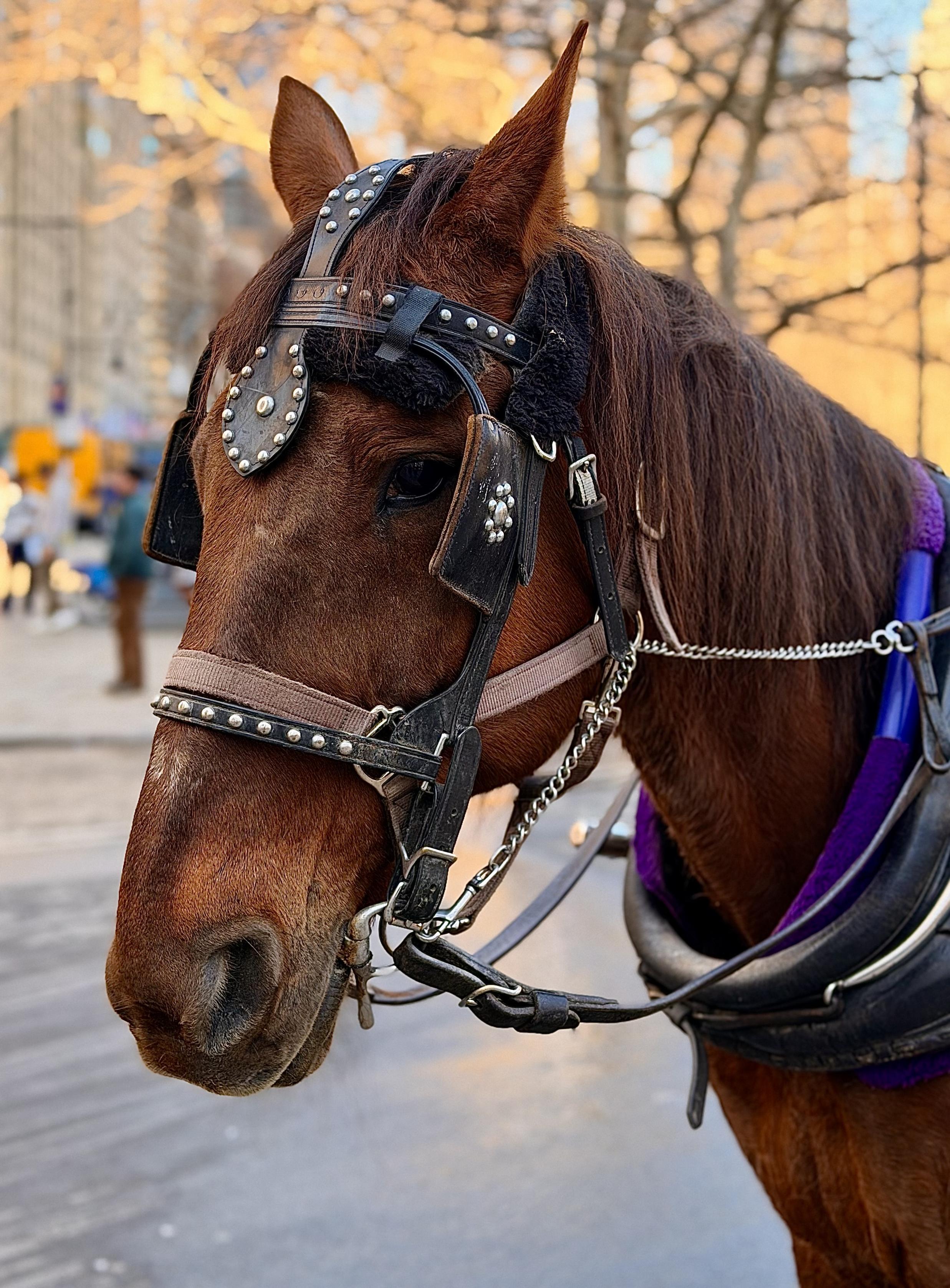 A color, medium-angle portrait photograph that captures the profile view of a chestnut brown horse standing in Central Park. The horse has a deep reddish-brown coat and a dark mane that falls softly against its neck. It is outfitted in traditional carriage harness gear, including a black leather bridle decorated with silver metallic studs and a decorative leather piece resting between its ears. The harness features a purple padded collar and a silver chain lead. The horse’s expression is calm, with one dark eye visible beneath the leather blinders of the headstall. The background is softly blurred, showing the golden, warm light of the early afternoon sun filtering through bare winter trees. There are out-of-focus shapes of pedestrians and distant urban buildings visible in the distance. The ground is a grey paved concrete. The overall composition focuses tightly on the horse's head and neck, capturing the intricate details of its harness and the gentle texture of its coat against the hazy, sun-drenched city backdrop.