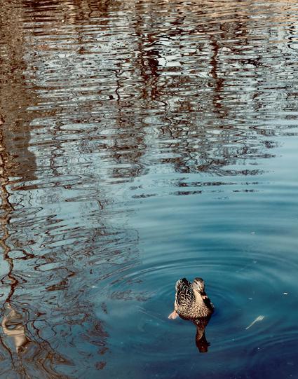 A color, medium-angle photograph in portrait orientation that captures a female mallard duck floating on the deep blue water of The Pond at Central Park on a late winter afternoon. Her brown and tan mottled feathers create a complex pattern that contrasts with the smooth surface. She is positioned in the lower-right quadrant of the frame, facing toward the viewer with her head slightly tilted. Concentric ripples radiate outward from her body, disrupting the calm water. The upper half of the image is dominated by the golden-brown reflections of bare trees and sunlight, creating a shimmering, textured pattern of warm light that dances across the cool blue ripples. In a poignant contrast to the natural beauty of the scene, a white plastic fork floats just beneath the water's surface, positioned slightly to the right of the duck. The submerged utensil is clearly visible through the clear, dark water, its tines pointing away from the mallard. The duck’s dark reflection stretches downward into the depths, while the surrounding water transitions from the bright, reflective gold at the top to a deep, saturated indigo at the bottom.
