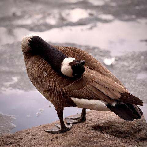A color, medium-angle portrait photograph by that captures a Canadian goose in the middle of a rather ambitious yoga pose, standing on a textured, flat rock near the pond at Central Park in Manhattan. The goose’s long, black neck is completely inverted, looping over its left side so that its head rests upside down against its own back feathers. With its white cheek patch facing the sky and its beak tucked firmly into its plumage. The background features a softly blurred shoreline with patches of thinning ice and slush floating in the water. The goose’s dark webbed feet are both planted firmly on the rock. The lighting is muted and natural, evenly illuminating the scene with the overcast afternoon sky.