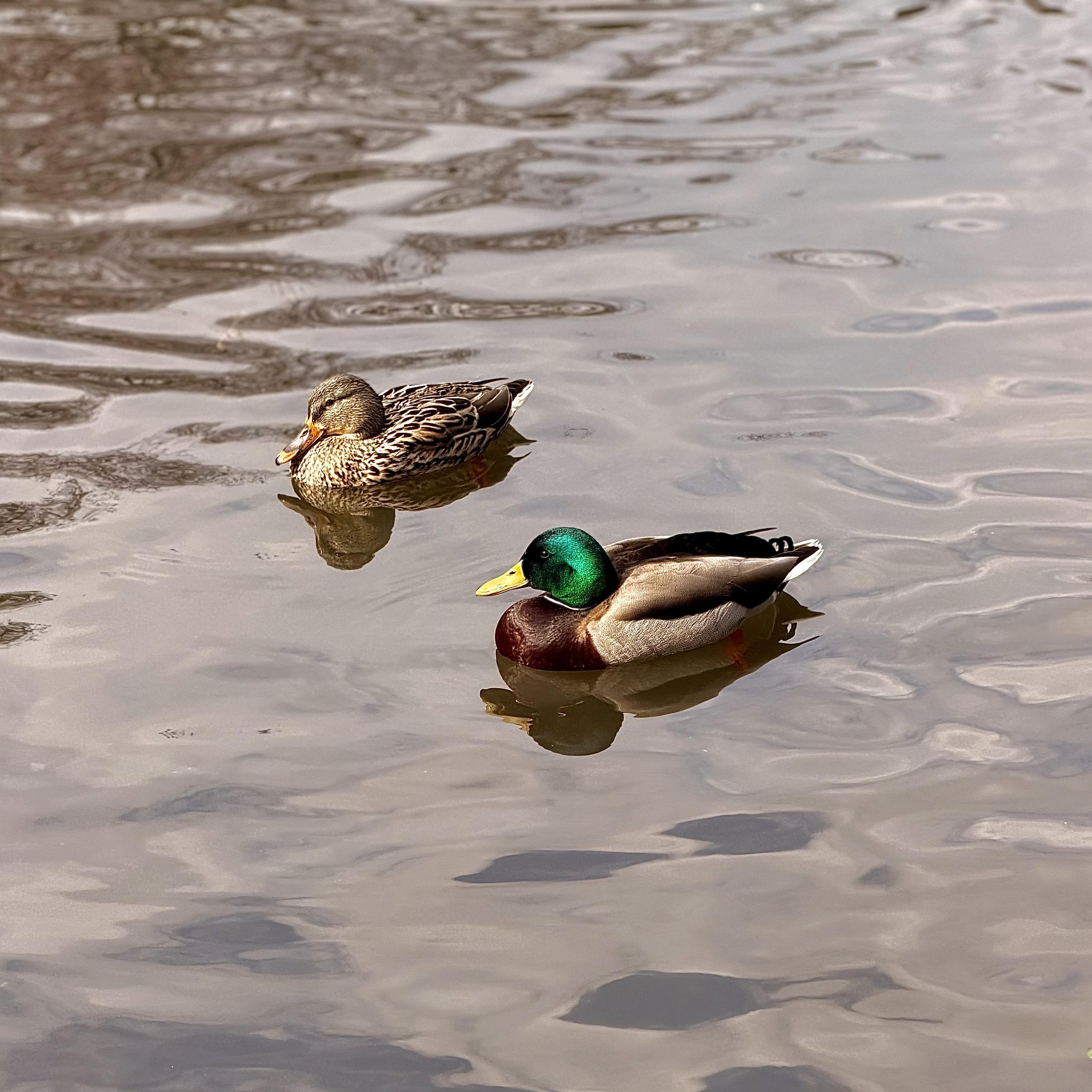 A color, medium-angle photograph in square aspect ratio taken at The Pond at Central Park in midtown Manhattan, New York City. The scene captures male and female mallard ducks swimming closely together across the surface of the pond, leaving soft ripples in the brownish-grey water. The male mallard in the foreground is vibrant, featuring a signature iridescent emerald-green head, a bright yellow bill, and a white collar around its neck. Its chest is a deep chestnut brown, while its body is a mix of light grey and black plumage, ending in a curled black tail feather. Its reflection is clearly visible on the water's surface directly beneath it. Slightly behind and to the left of the male, the female mallard displays mottled brown and tan feathers. Her bill is a dark, dusky orange, and a prominent dark stripe runs through her eye. The water around both birds is filled with distorted reflections of the surrounding environment, creating a textured pattern of highlights and shadows. The overall composition is a serene.