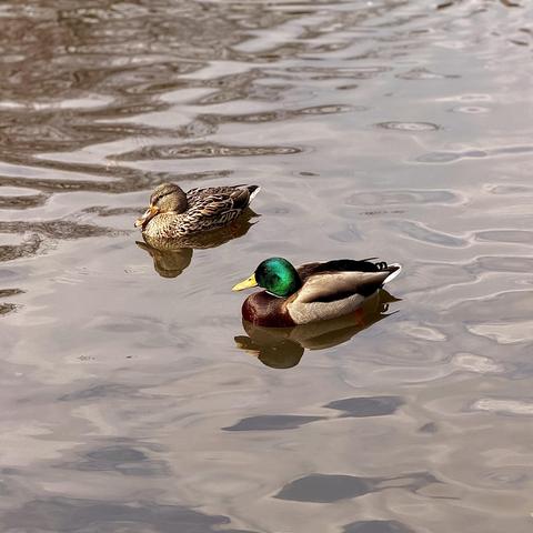 A color, medium-angle photograph in square aspect ratio taken at The Pond at Central Park in midtown Manhattan, New York City. The scene captures male and female mallard ducks swimming closely together across the surface of the pond, leaving soft ripples in the brownish-grey water. The male mallard in the foreground is vibrant, featuring a signature iridescent emerald-green head, a bright yellow bill, and a white collar around its neck. Its chest is a deep chestnut brown, while its body is a mix of light grey and black plumage, ending in a curled black tail feather. Its reflection is clearly visible on the water's surface directly beneath it. Slightly behind and to the left of the male, the female mallard displays mottled brown and tan feathers. Her bill is a dark, dusky orange, and a prominent dark stripe runs through her eye. The water around both birds is filled with distorted reflections of the surrounding environment, creating a textured pattern of highlights and shadows. The overall composition is a serene.