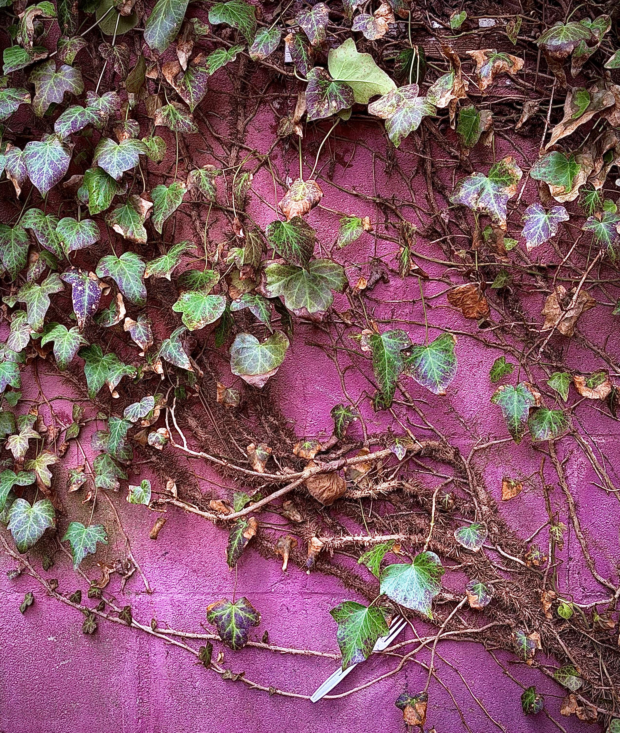 A color, medium-angle photograph in portrait orientation, taken in Brigantine, New Jersey, that captures a vibrant, textured scene where a dense network of climbing ivy scales a weathered seaside wall with a striking, magenta-pink hue. The vines are a mix of lush green, heart-shaped leaves with prominent pale veins and older, desiccated brown leaves that signify a long period of growth. Thick, woody stems and fuzzy aerial roots crisscross the surface in an intricate web, creating a heavy organic texture against the coarse, saturated background of the wall. In the lower-center of the frame a white plastic fork is wedged horizontally behind a thin vine. The lighting is soft and even, highlighting the contrast between the deep purplish-pink of the stone surface and the varied greens and browns of the vegetation. Morning sunlight is evenly illuminating the scene.