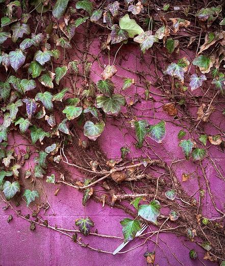 A color, medium-angle photograph in portrait orientation, taken in Brigantine, New Jersey, that captures a vibrant, textured scene where a dense network of climbing ivy scales a weathered seaside wall with a striking, magenta-pink hue. The vines are a mix of lush green, heart-shaped leaves with prominent pale veins and older, desiccated brown leaves that signify a long period of growth. Thick, woody stems and fuzzy aerial roots crisscross the surface in an intricate web, creating a heavy organic texture against the coarse, saturated background of the wall. In the lower-center of the frame a white plastic fork is wedged horizontally behind a thin vine. The lighting is soft and even, highlighting the contrast between the deep purplish-pink of the stone surface and the varied greens and browns of the vegetation. Morning sunlight is evenly illuminating the scene.
