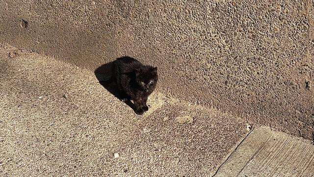 A color, medium-angle photograph in landscape orientation that captures the street scene along Amsterdam Avenue in the upper west side neighborhood of Manhattan. The focal point of the image is a small, jet-black kitten standing alert on a textured, light-tan concrete sidewalk. The kitten’s fur is dark and slightly tufted, catching the bright, direct sunlight which casts a sharp, distinct shadow to its left. Its small ears are pointed upward, and its gaze is fixed forward with bright, wide eyes. The kittens back paws are tucked neatly beneath its body, and its thin tail is partially visible, trailing behind it against the ground. The background consists of a matching pebbled concrete wall that meets the sidewalk at a sharp angle, creating a corner where the kitten is positioned. The lighting is harsh and high-contrast, characteristic of a bright afternoon, highlighting the coarse, grainy texture of the pavement.