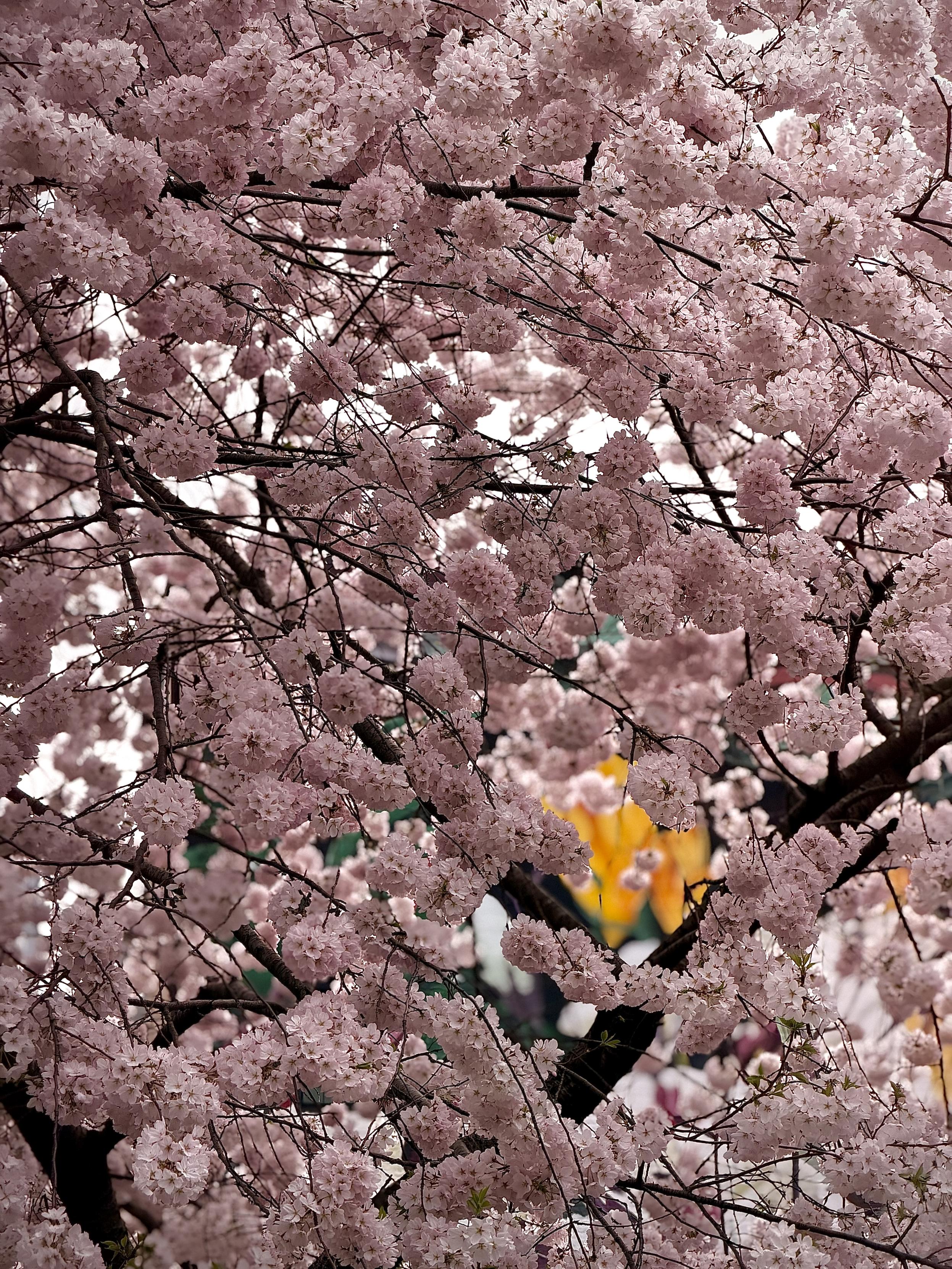 A color, medium-angle, close-up photograph in portrait orientation that captures a dense canopy of pale pink cherry blossoms in full bloom, obscuring much of the overcast morning sky along Amsterdam Avenue in the Upper West Side neighborhood of Manhattan. The clusters of flowers are soft and voluminous, appearing like delicate pom-poms made of numerous tiny, five-petaled blossoms with darker pink centers. Dark, slender branches weave intricately throughout the frame, creating a stark, woody contrast to the light floral texture. In the lower-right background, a blurred hint of yellow and green shows part of a mural adorning the side of a building, but the primary focus remains on the overwhelming abundance of the pink petals, which create a serene and lush spring atmosphere.