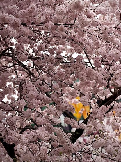 A color, medium-angle, close-up photograph in portrait orientation that captures a dense canopy of pale pink cherry blossoms in full bloom, obscuring much of the overcast morning sky along Amsterdam Avenue in the Upper West Side neighborhood of Manhattan. The clusters of flowers are soft and voluminous, appearing like delicate pom-poms made of numerous tiny, five-petaled blossoms with darker pink centers. Dark, slender branches weave intricately throughout the frame, creating a stark, woody contrast to the light floral texture. In the lower-right background, a blurred hint of yellow and green shows part of a mural adorning the side of a building, but the primary focus remains on the overwhelming abundance of the pink petals, which create a serene and lush spring atmosphere.