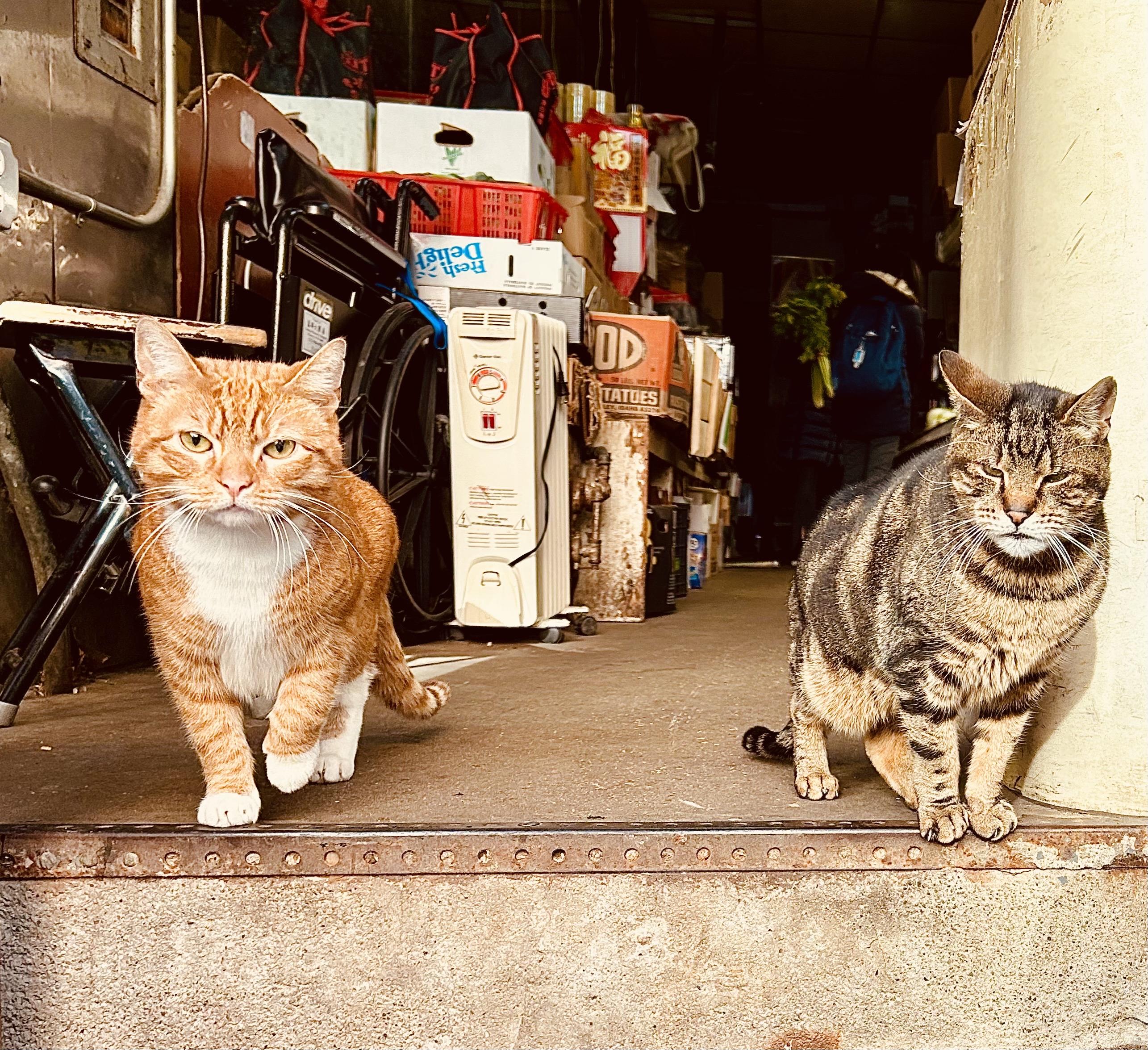 A color, medium-angle photograph in square aspect ratio that captures two domestic shorthair cats standing like sentinels at the threshold of a cluttered market entrance in the Chinatown neighborhood of Manhattan. On the left, a bright orange tabby with white markings on its chest and paws strides forward with a focused, intense gaze directed at the camera. Its ears are alert, and its long white whiskers frame its face. To the right, a large, stout brown mackerel tabby stands firmly, its eyes narrowed into a skeptical, "tough guy" squint. This cat has dense, dark stripes and a thick build, leaning slightly against a pale yellow pillar, giving it the appearance of an unofficial bouncer for the establishment. The background is a densely packed interior filled with the characteristic organized chaos of a city market. Stacks of white and red plastic crates, cardboard boxes labeled with "Fresh Delight" and "Idaho Potatoes," and a folded black wheelchair crowd the narrow hallway. A vintage cream-colored space heater sits tucked against the wall, while further back, a person wearing a blue backpack and carrying green leafy vegetables disappears into the shadows. the floor is a worn, gray concrete, and the cats are positioned just behind a rusted metal threshold that separates the dim interior from the bright, sunlit sidewalk.