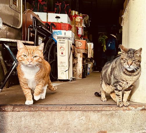 A color, medium-angle photograph in square aspect ratio that captures two domestic shorthair cats standing like sentinels at the threshold of a cluttered market entrance in the Chinatown neighborhood of Manhattan. On the left, a bright orange tabby with white markings on its chest and paws strides forward with a focused, intense gaze directed at the camera. Its ears are alert, and its long white whiskers frame its face. To the right, a large, stout brown mackerel tabby stands firmly, its eyes narrowed into a skeptical, "tough guy" squint. This cat has dense, dark stripes and a thick build, leaning slightly against a pale yellow pillar, giving it the appearance of an unofficial bouncer for the establishment. The background is a densely packed interior filled with the characteristic organized chaos of a city market. Stacks of white and red plastic crates, cardboard boxes labeled with "Fresh Delight" and "Idaho Potatoes," and a folded black wheelchair crowd the narrow hallway. A vintage cream-colored space heater sits tucked against the wall, while further back, a person wearing a blue backpack and carrying green leafy vegetables disappears into the shadows. the floor is a worn, gray concrete, and the cats are positioned just behind a rusted metal threshold that separates the dim interior from the bright, sunlit sidewalk.
