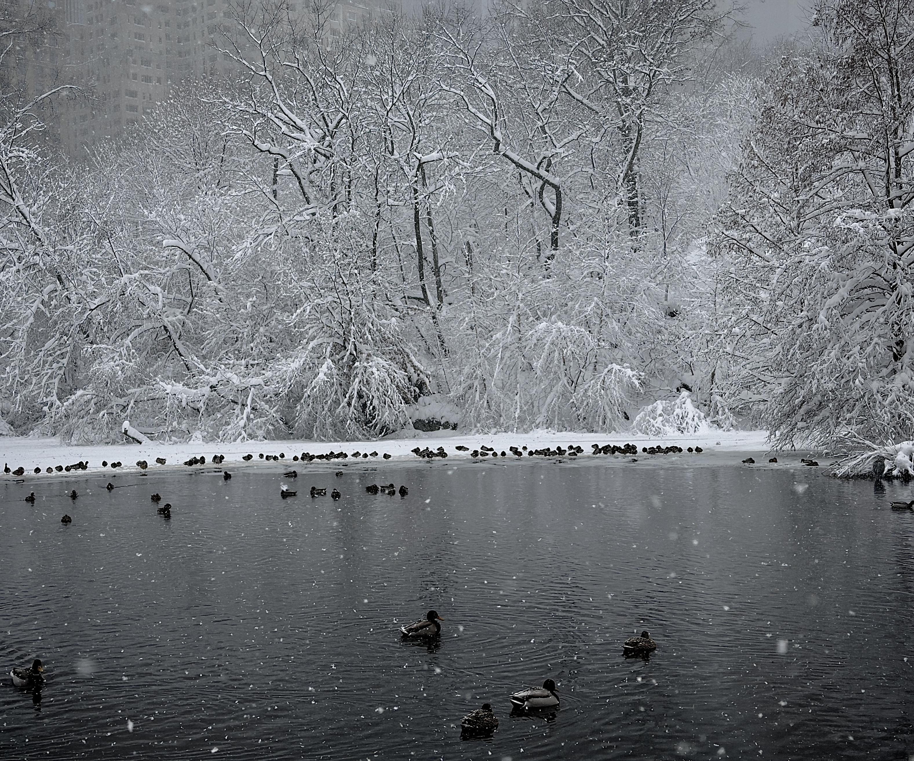 A color, wide-angle photograph that captures a serene winter scene at The Pond in Central Park. A dark, reflective pond serves as the central focal point. Several mallard ducks glide across the glassy water, creating gentle, circular ripples that break the surface’s stillness. Along the far edge of the water, a long row of dozens of ducks huddles together on a thin, snowy shelf of ice, seeking refuge against the freezing conditions. In the background, a dense thicket of trees and underbrush is completely transformed by a heavy, clinging blanket of white snow, with every branch and twig meticulously outlined against the gray, overcast sky. The atmosphere is heavy with the quietude of a major snowfall, as soft white flakes drift through the air, blurring the distant silhouette of a tall residential building that looms through the mist on the upper left. The contrast between the deep, obsidian-colored water and the bright, high-key white of the snow-laden shoreline creates a striking, monochromatic palette.