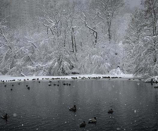 A color, wide-angle photograph that captures a serene winter scene at The Pond in Central Park. A dark, reflective pond serves as the central focal point. Several mallard ducks glide across the glassy water, creating gentle, circular ripples that break the surface’s stillness. Along the far edge of the water, a long row of dozens of ducks huddles together on a thin, snowy shelf of ice, seeking refuge against the freezing conditions. In the background, a dense thicket of trees and underbrush is completely transformed by a heavy, clinging blanket of white snow, with every branch and twig meticulously outlined against the gray, overcast sky. The atmosphere is heavy with the quietude of a major snowfall, as soft white flakes drift through the air, blurring the distant silhouette of a tall residential building that looms through the mist on the upper left. The contrast between the deep, obsidian-colored water and the bright, high-key white of the snow-laden shoreline creates a striking, monochromatic palette.