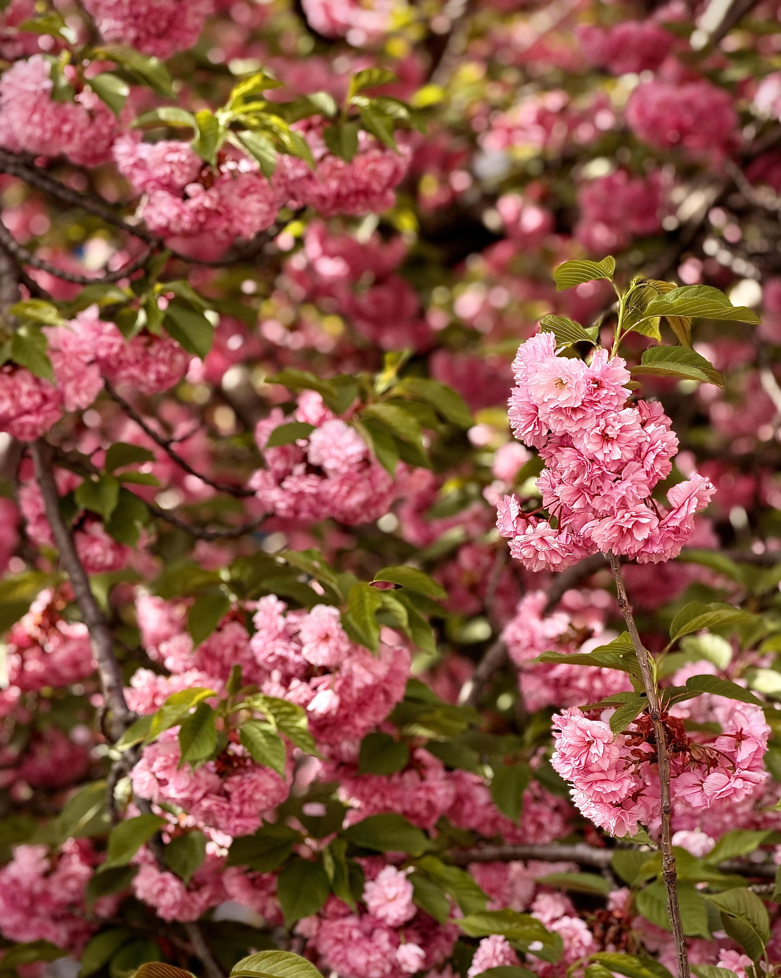 A color, medium-angle photograph in portrait orientation that captures the dense, ruffled blossoms of a Kanzan cherry tree in peak bloom along a sidewalk in the Upper West Side neighborhood of Manhattan. The frame is filled with clusters of deep pink, multi-petaled flowers that resemble small carnations, appearing soft and voluminous. Interspersed among the bright pink petals are young, bronze-green leaves emerging from dark, textured branches. The lighting is warm and dappled, suggesting a sunny spring afternoon, which creates a soft bokeh effect in the background where more layers of pink blossoms blur into a dreamlike texture. The composition focuses on a few prominent clusters in the foreground on the right, while the rest of the tree provides a lush, saturated backdrop of floral color.