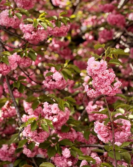 A color, medium-angle photograph in portrait orientation that captures the dense, ruffled blossoms of a Kanzan cherry tree in peak bloom along a sidewalk in the Upper West Side neighborhood of Manhattan. The frame is filled with clusters of deep pink, multi-petaled flowers that resemble small carnations, appearing soft and voluminous. Interspersed among the bright pink petals are young, bronze-green leaves emerging from dark, textured branches. The lighting is warm and dappled, suggesting a sunny spring afternoon, which creates a soft bokeh effect in the background where more layers of pink blossoms blur into a dreamlike texture. The composition focuses on a few prominent clusters in the foreground on the right, while the rest of the tree provides a lush, saturated backdrop of floral color.