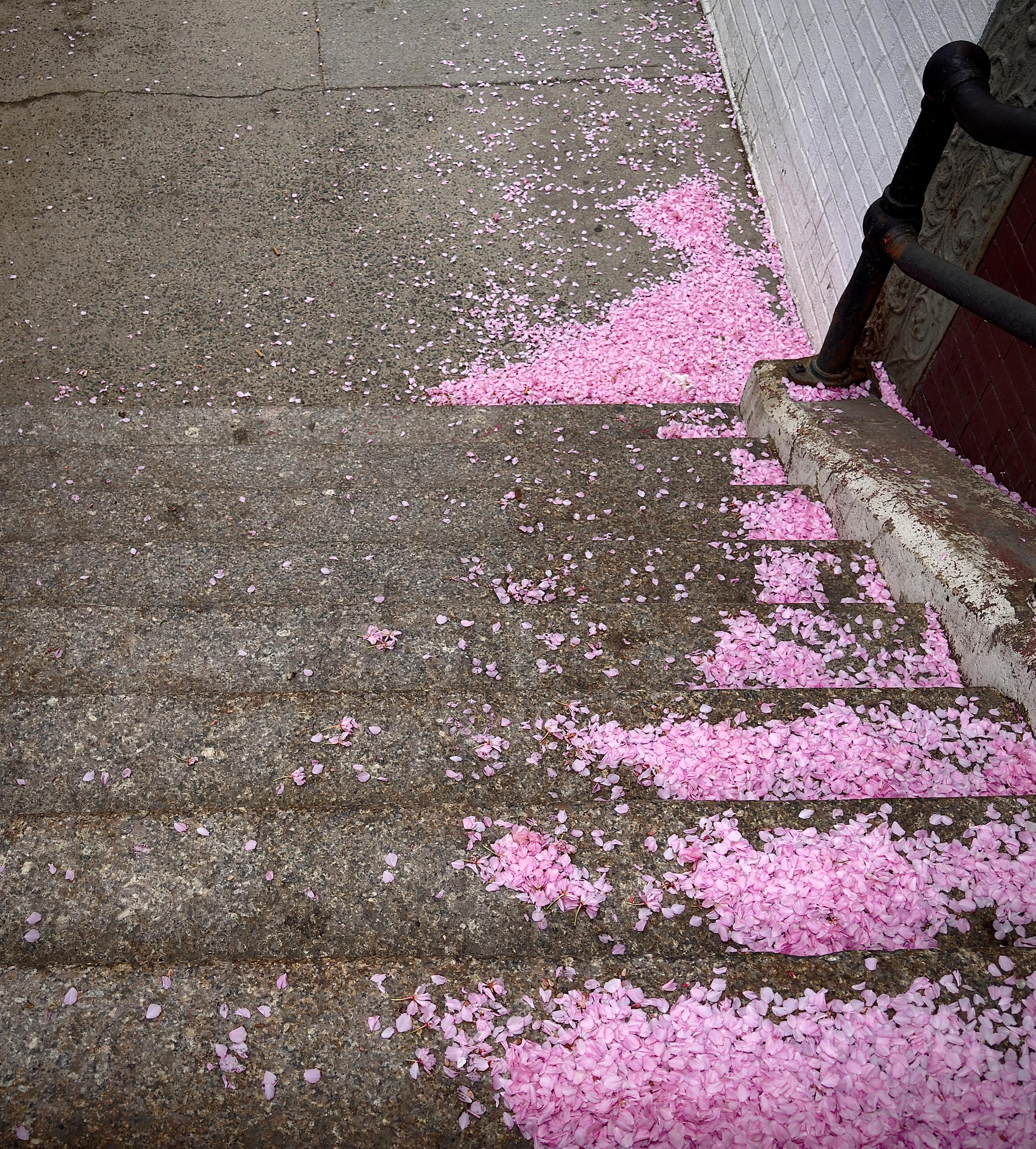 A color, wide-angle photograph in portrait orientation that captures a set of weathered concrete stairs in the Upper West Side neighborhood of Manhattan, leading down to a sidewalk. The steps are heavily dusted with thousands of small, vibrant pink cherry blossom petals. Because of the wind, the petals have gathered in thick, plush drifts against the right side of the staircase, where a black metal handrail meets a white-painted brick wall. The accumulation of pink is so dense in these corners that it looks almost like a dusting of neon-pink snow, contrasting sharply with the coarse, gray texture of the stone. The left side of the stairs remains relatively clear, showing the speckled aggregate of the concrete and a few stray petals scattered thinly across the treads. In the background, the sidewalk continues the pattern, with more pink drifts huddled against the base of the building. The lighting is soft and even, suggesting an overcast day, which makes the saturation of the pink petals pop against the industrial urban backdrop.