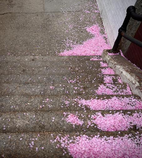 A color, wide-angle photograph in portrait orientation that captures a set of weathered concrete stairs in the Upper West Side neighborhood of Manhattan, leading down to a sidewalk. The steps are heavily dusted with thousands of small, vibrant pink cherry blossom petals. Because of the wind, the petals have gathered in thick, plush drifts against the right side of the staircase, where a black metal handrail meets a white-painted brick wall. The accumulation of pink is so dense in these corners that it looks almost like a dusting of neon-pink snow, contrasting sharply with the coarse, gray texture of the stone. The left side of the stairs remains relatively clear, showing the speckled aggregate of the concrete and a few stray petals scattered thinly across the treads. In the background, the sidewalk continues the pattern, with more pink drifts huddled against the base of the building. The lighting is soft and even, suggesting an overcast day, which makes the saturation of the pink petals pop against the industrial urban backdrop.