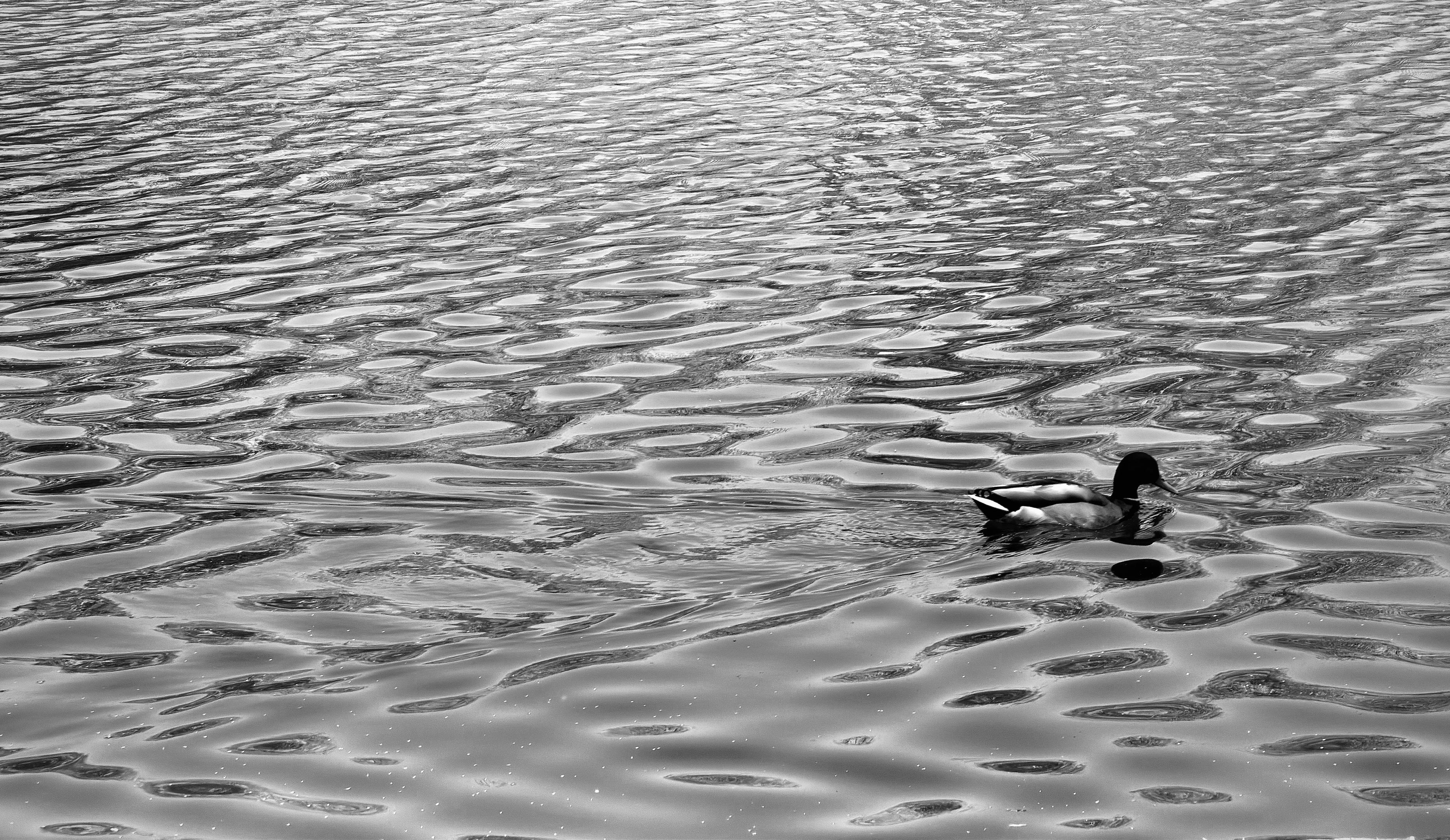 A noir, wide-angle photograph that captures a lone mallard duck swimming across a body of water in Central Park, Manhattan, creating a serene yet moody atmosphere. The duck is positioned in the lower right quadrant of the frame, moving toward the right. Its dark head and patterned wing feathers are highlighted by the dramatic lighting, while its body casts a soft, dark reflection on the water’s surface below. The bird’s silhouette is sharp against the shimmering, metallic tones of the surrounding ripples. The rest of the composition is dominated by the complex, rhythmic patterns of the water. Light reflects off the peaks of small waves, creating a silvery, liquid texture that contrasts with the deep, shadowy troughs. These undulating lines stretch horizontally across the frame, giving the image a sense of motion and depth. The choice of a noir aesthetic emphasizes the interplay between light and shadow.
