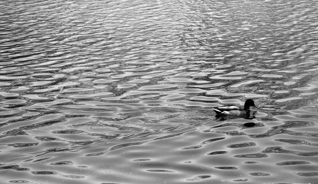 A noir, wide-angle photograph that captures a lone mallard duck swimming across a body of water in Central Park, Manhattan, creating a serene yet moody atmosphere. The duck is positioned in the lower right quadrant of the frame, moving toward the right. Its dark head and patterned wing feathers are highlighted by the dramatic lighting, while its body casts a soft, dark reflection on the water’s surface below. The bird’s silhouette is sharp against the shimmering, metallic tones of the surrounding ripples. The rest of the composition is dominated by the complex, rhythmic patterns of the water. Light reflects off the peaks of small waves, creating a silvery, liquid texture that contrasts with the deep, shadowy troughs. These undulating lines stretch horizontally across the frame, giving the image a sense of motion and depth. The choice of a noir aesthetic emphasizes the interplay between light and shadow.