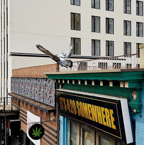 A color, high-angle photograph in square aspect ratio that captures the street scene along Boston Road in the Bronx, New York. In the center of the frame is a gray and white pigeon mid-flight, its wings fully extended as it glides over the roofline of an urban building. The bird is moving from right to left above a storefront with a striking green cornice and a prominent black sign that reads "IT'S 4:20 SOMEWHERE" in bold, yellow capital letters. Below the sign, a circular black emblem featuring a green cannabis leaf hangs from the side of the brick building, clearly identifying the establishment as a dispensary. To the left, a textured gray metal screen with a geometric, branch-like pattern adds a modern architectural detail against the classic red brickwork of a neighboring establishment. In the background, a large, modern multi-story building with a cream-colored facade and uniform rectangular windows provides a clean, neutral backdrop. The afternoon lighting is bright and evenly illuminating the scene.