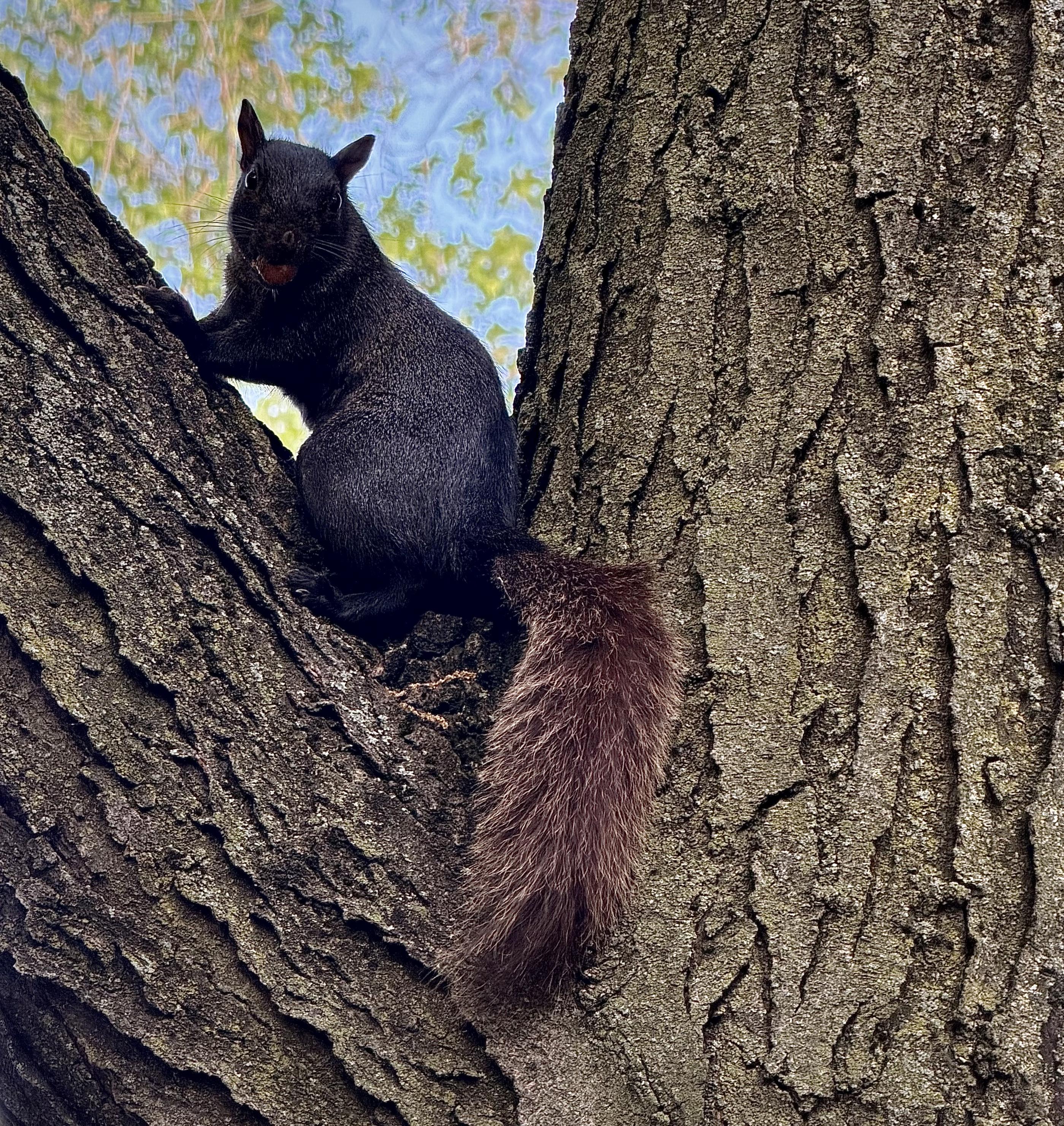 A color, medium-angle photograph that captures an eastern grey squirrel, entirely black except for its fluffy, reddish-brown tail, perched in the crook of a large, mature tree trunk on a clear afternoon in Manhattan. The squirrel is positioned on a thick, angled branch on the left, looking directly toward the camera with alert, dark eyes and prominent whiskers. In its mouth, it holds a small, round, reddish-purple grape. The squirrel's fur is a rich, solid black across its body and head, contrasting sharply with its long, bushy tail that cascades downward, showing a distinct brown and auburn coloration. In the background, softly blurred green and yellowish tree foliage and a bright blue sky peek through the opening between the branches.