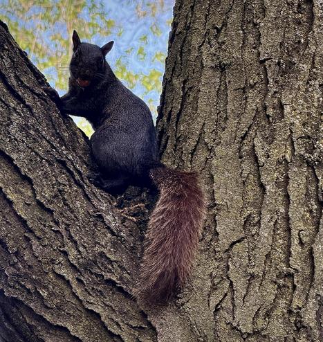 A color, medium-angle photograph that captures an eastern grey squirrel, entirely black except for its fluffy, reddish-brown tail, perched in the crook of a large, mature tree trunk on a clear afternoon in Manhattan. The squirrel is positioned on a thick, angled branch on the left, looking directly toward the camera with alert, dark eyes and prominent whiskers. In its mouth, it holds a small, round, reddish-purple grape. The squirrel's fur is a rich, solid black across its body and head, contrasting sharply with its long, bushy tail that cascades downward, showing a distinct brown and auburn coloration. In the background, softly blurred green and yellowish tree foliage and a bright blue sky peek through the opening between the branches.