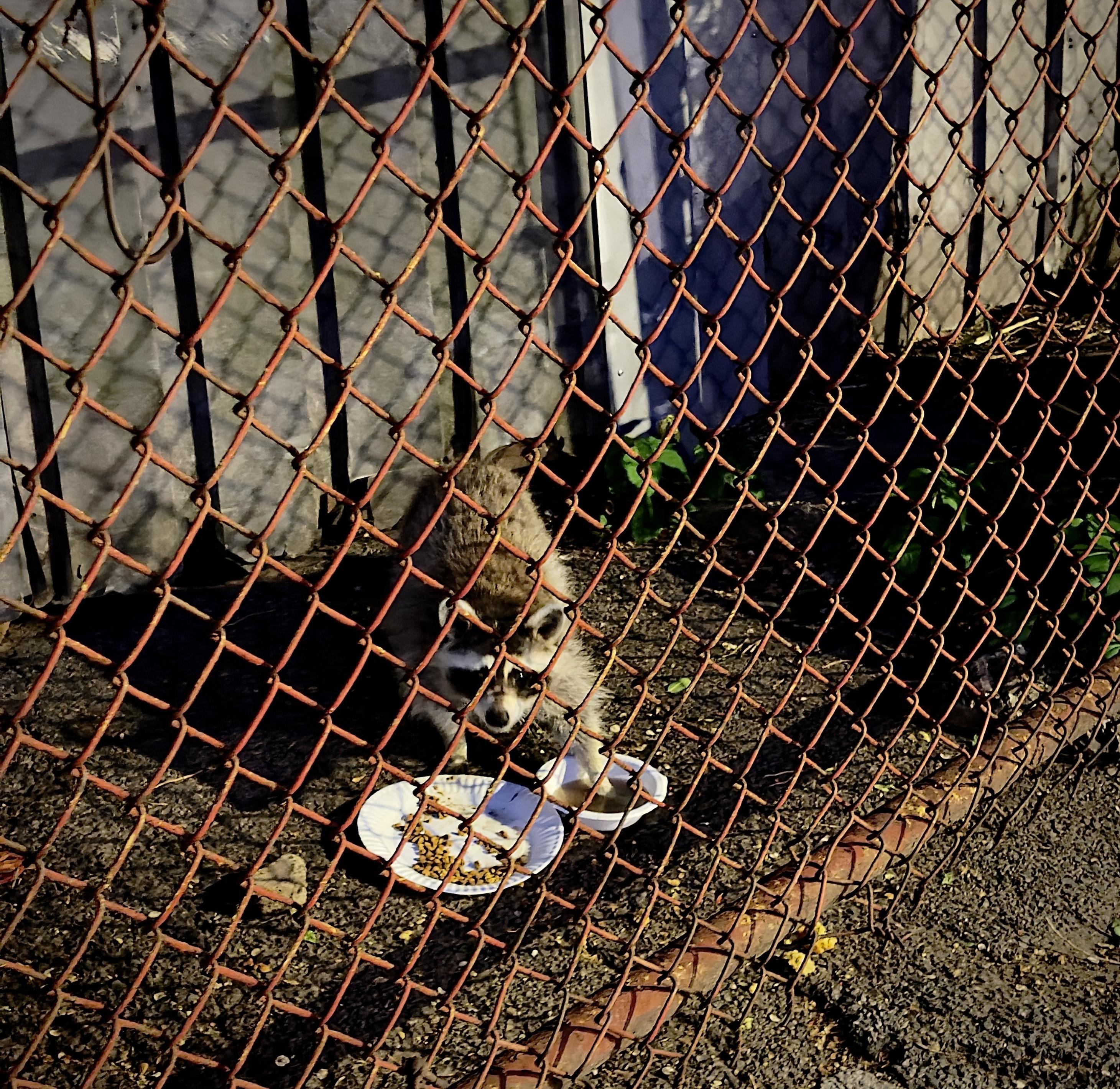 A color, wide-angle photograph in square aspect ratio of a night scene captured on the Upper West Side of Manhattan. A fluffy raccoon eating from a white paper plate, and bowl placed on the dark, gravelly ground behind a rusty chain-link fence. The fence, constructed of interlocking diamond-shaped wire mesh, dominates the foreground and creates a textured barrier across the entire frame. Behind the fence, the raccoon stands on all fours, facing forward. One paper plate in front of it contains small, brown kibble scattered across its surface, while a bowl next to it holds a small amount of liquid, which the raccoon seems to be actively inspecting. The background consists of a weathered, dark vertical-slat fence or wall that runs parallel to the chain-link fence, casting deep shadows in the night. Small patches of green weeds and stray plants sprout from the dirt near the base of the wall on the right side. The scene is illuminated by an artificial overhead light source from the top left.