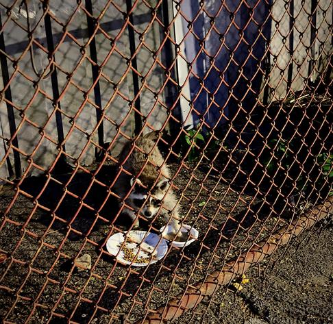 A color, wide-angle photograph in square aspect ratio of a night scene captured on the Upper West Side of Manhattan. A fluffy raccoon eating from a white paper plate, and bowl placed on the dark, gravelly ground behind a rusty chain-link fence. The fence, constructed of interlocking diamond-shaped wire mesh, dominates the foreground and creates a textured barrier across the entire frame. Behind the fence, the raccoon stands on all fours, facing forward. One paper plate in front of it contains small, brown kibble scattered across its surface, while a bowl next to it holds a small amount of liquid, which the raccoon seems to be actively inspecting. The background consists of a weathered, dark vertical-slat fence or wall that runs parallel to the chain-link fence, casting deep shadows in the night. Small patches of green weeds and stray plants sprout from the dirt near the base of the wall on the right side. The scene is illuminated by an artificial overhead light source from the top left.