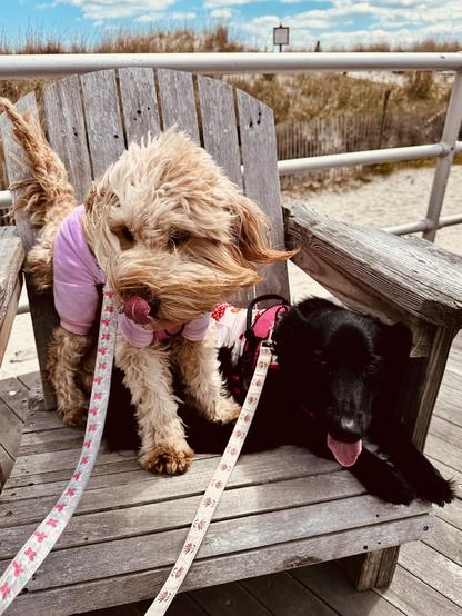 A color, medium-angle photograph in portrait orientation that captures two dogs tightly squeezed together and sharing a weathered, gray wooden Adirondack chair on a bright day along the Boardwalk in Atlantic City, New Jersey. On the left, a fluffy, golden-apricot doodle style dog stands on the seat, its long, shaggy fur blowing dramatically across its face in the breeze. It wears a light purple shirt and has its pink tongue curled up, licking its snout. Resting comfortably below and to the right is a sleek, black dog with floppy ears, looking directly forward with a long pink tongue lolling happily out of its mouth. The black dog wears a pink harness, and two patterned fabric leashes drape over the front of the chair's slatted wooden frame. The chair is positioned on the weathered planks of a wooden boardwalk, with a horizontal silver metal railing running directly behind it. Beyond the railing, the background features sandy coastal dunes covered in tall, dry beach grass that rises against a vibrant blue sky filled with scattered white clouds.
