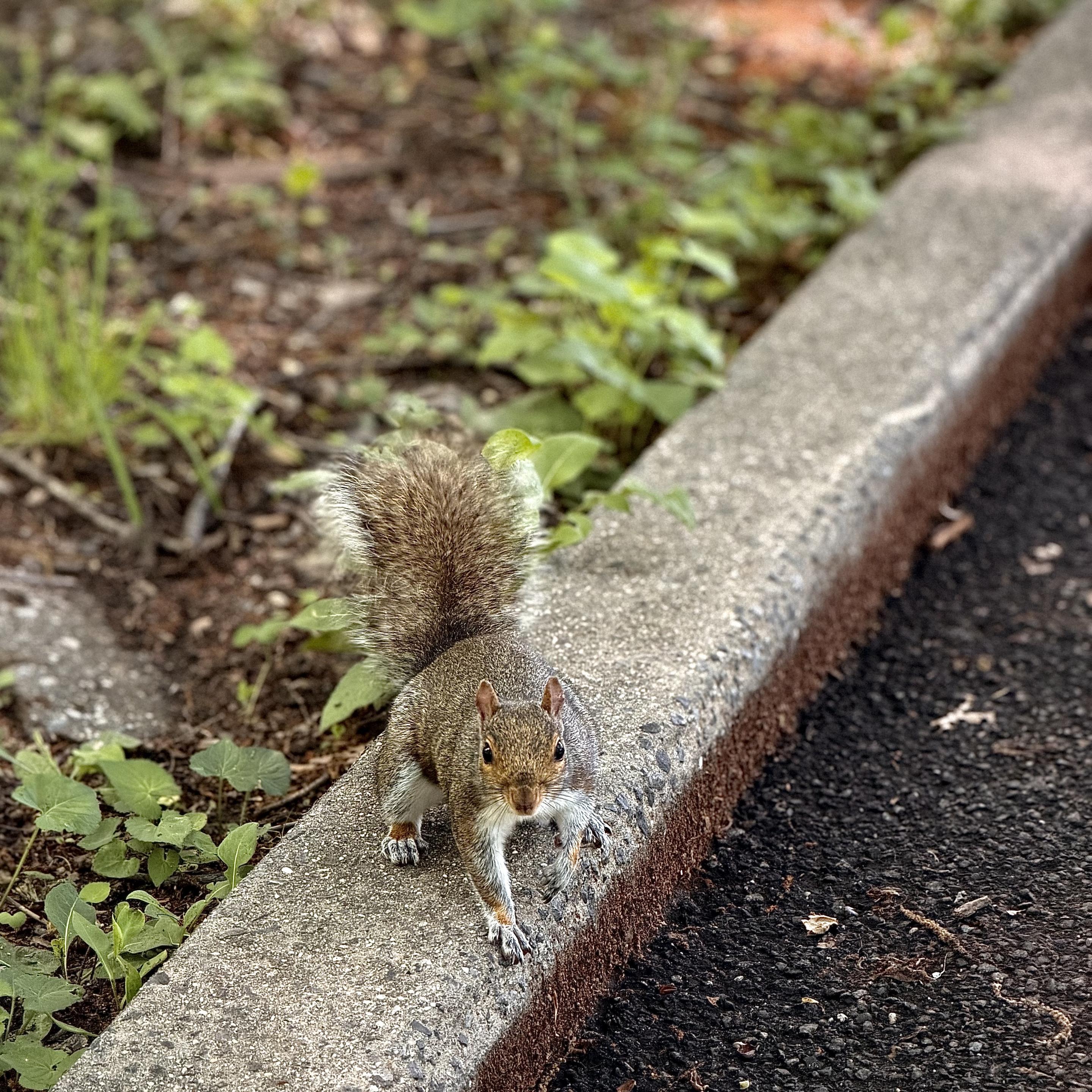 A color, medium-angle, close-up photograph in square aspect ratio that captures the scene along a walking path in Inwood Hill Park, Manhattan on an overcast Spring afternoon. The focal point of the image is a grey squirrel perched on the concrete curb bordering the pathway. The squirrel is positioned in the center-left, facing directly toward the camera with an alert, inquisitive expression. Its fur is a mix of grey, brown, and white tones, with a particularly fluffy, upright tail visible behind it. Its small front paws rest on the edge of the textured grey concrete, while its sharp, dark eyes are fixed intently on the viewer, creating a sense of immediate connection. To the left of the curb, a patch of dirt and sparse green foliage stretches toward the background. To the right of the concrete border, the dark, coarse texture of an asphalt path fills the bottom-right corner.