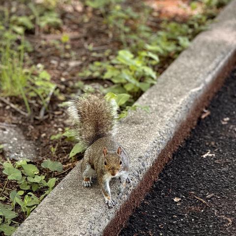 A color, medium-angle, close-up photograph in square aspect ratio that captures the scene along a walking path in Inwood Hill Park, Manhattan on an overcast Spring afternoon. The focal point of the image is a grey squirrel perched on the concrete curb bordering the pathway. The squirrel is positioned in the center-left, facing directly toward the camera with an alert, inquisitive expression. Its fur is a mix of grey, brown, and white tones, with a particularly fluffy, upright tail visible behind it. Its small front paws rest on the edge of the textured grey concrete, while its sharp, dark eyes are fixed intently on the viewer, creating a sense of immediate connection. To the left of the curb, a patch of dirt and sparse green foliage stretches toward the background. To the right of the concrete border, the dark, coarse texture of an asphalt path fills the bottom-right corner.