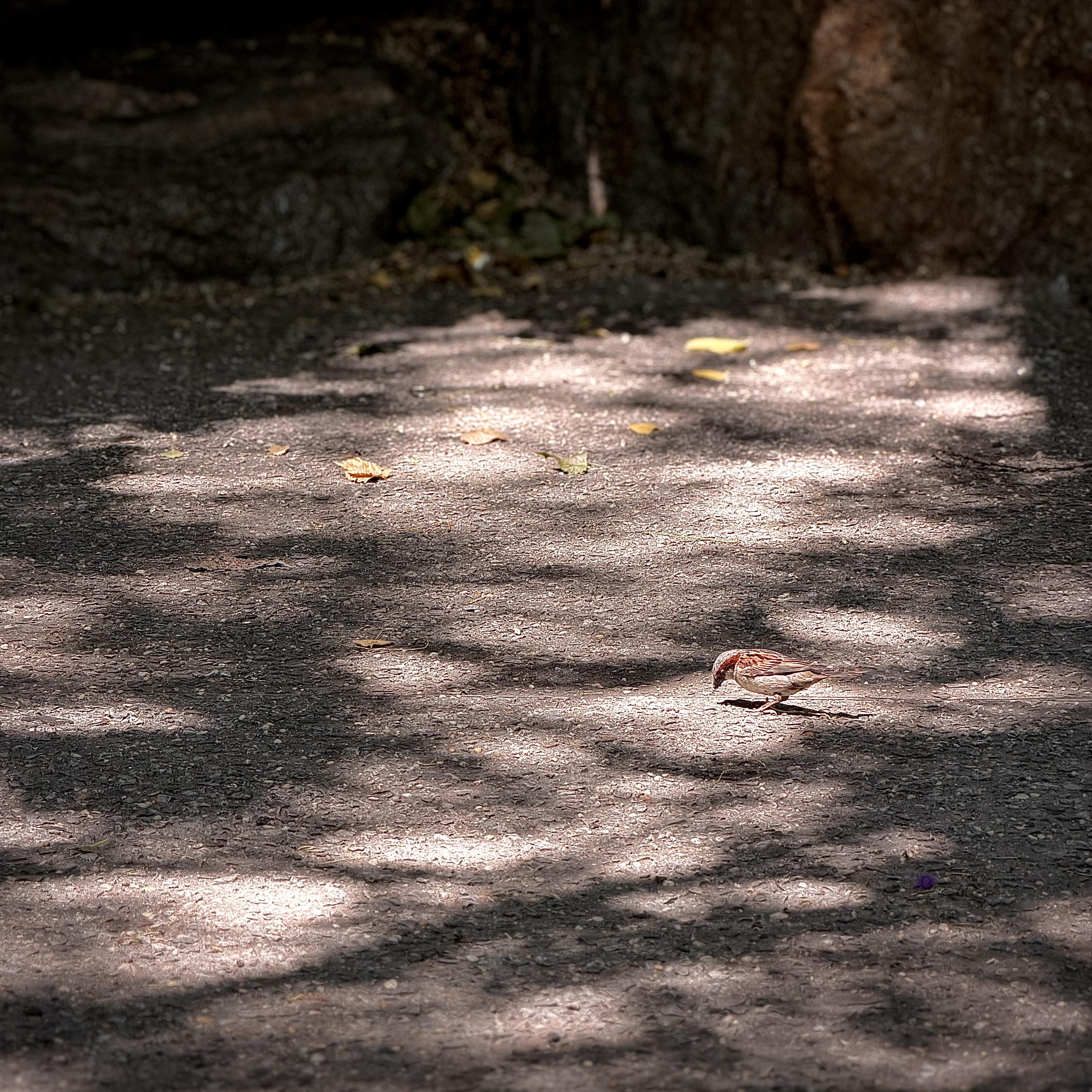 A color, wide-angle photograph in square aspect ratio that captures a quiet moment in Central Park, New York City. The focal point of the scene is a small, brown house sparrow is captured in profile, foraging on a paved pathway. The bird is positioned in a bright patch of morning light, its head bowed toward the ground as it pecks at the surface. Its plumage shows varied shades of brown, white, and grey, and it is casting a subtle shadow on the ground directly beneath it. The surrounding path is textured, composed of asphalt, and is heavily covered with a complex pattern of light and dark shadows cast by overhead tree branches. A few scattered, dried yellow leaves rest on the ground near the sparrow. The tree trunks that fill the background are softly out of focus.