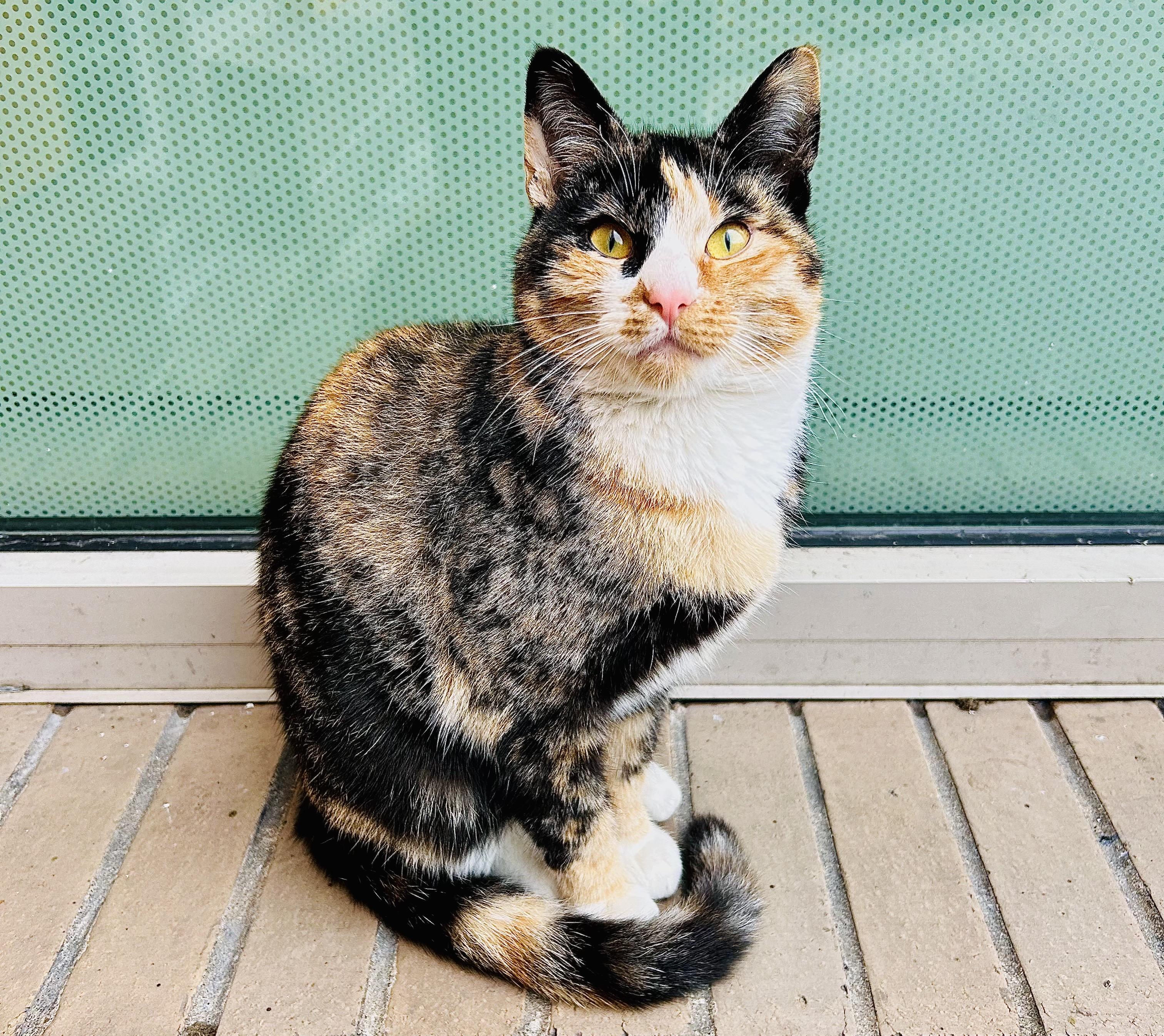 A color, medium-angle photograph in square aspect ratio that captures a calico cat sitting alertly on a tan, paved walkway, positioned directly against a building exterior. The cat features a coat pattern of black, orange, and white fur, with distinct markings across its face and a white chest. Its pointed ears are upright, and its amber-colored eyes gaze toward the camera with a curious, attentive expression, while its long, patterned tail curves neatly around its hind legs. The background consists of a large, semi-transparent window with a subtle, light green dotted texture, framed by a plain white baseboard that separates the glass from the ground. The morning light appears soft and natural, evenly illuminating the cat and highlighting the detailed texture of its fur.