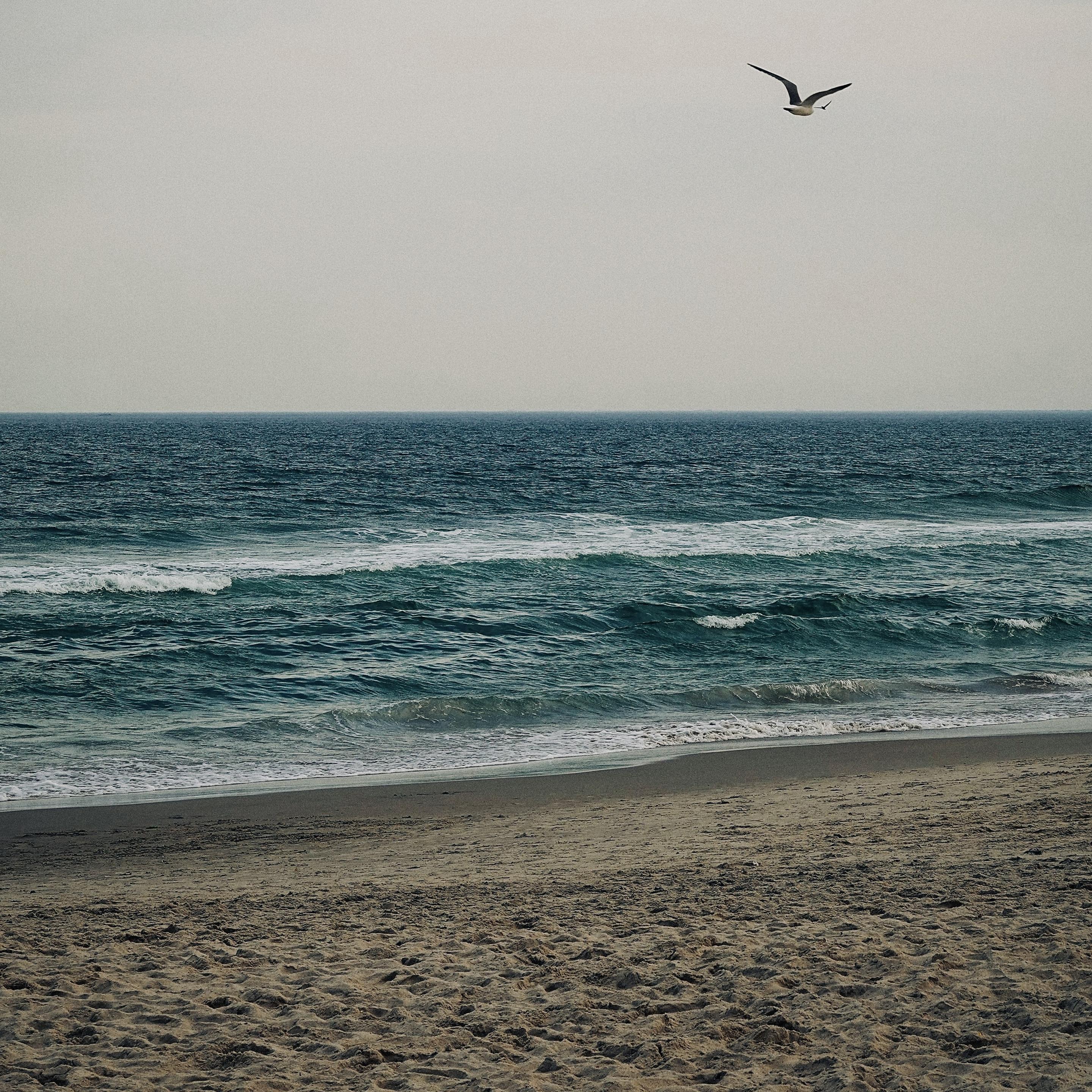 A color, wide-angle photograph in square aspect ratio that captures a tranquil scene along the shore in Brighton Beach, Brooklyn. The beach is characterized by its wide, sandy foreground that leads the eye toward the teal colored waves of the ocean. The horizon line sits at the center, with a vast expanse of pale, overcast sky above. A large bird is captured in mid-flight, gliding gracefully across the upper-right portion of the frame. A second, much smaller bird is visible just to the right of the first bird, appearing as a tiny silhouette against the hazy background.