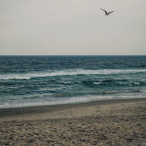 A color, wide-angle photograph in square aspect ratio that captures a tranquil scene along the shore in Brighton Beach, Brooklyn. The beach is characterized by its wide, sandy foreground that leads the eye toward the teal colored waves of the ocean. The horizon line sits at the center, with a vast expanse of pale, overcast sky above. A large bird is captured in mid-flight, gliding gracefully across the upper-right portion of the frame. A second, much smaller bird is visible just to the right of the first bird, appearing as a tiny silhouette against the hazy background.