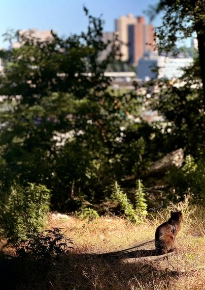 A color, wide-angle photograph in portrait orientation that captures a quiet morning scene in University Woods, the Bronx, New York City. The focal point of the image is a dark-furred cat captured from behind, sitting in a sunlit patch of dry, golden grass on a wooded hillside. The bright morning sun illuminates the cat's back and the surrounding ground, contrasting with the deep shadows cast by the dense green foliage and trees on the left and right sides of the frame. The foreground and midground are filled with lush, untamed greenery, including various bushes, tall weeds, and leafy trees that frame the view. Through a gap in the dense trees, high-rise apartment buildings and urban structures in the Inwood neighborhood of Manhattan are visible in the background under a clear, bright blue sky.