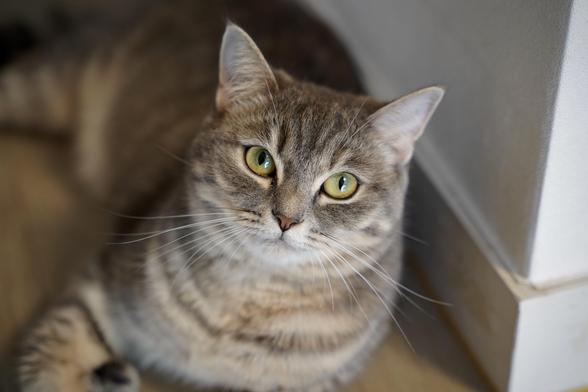 A color, medium-angle photograph in landscape orientation that captures a female tabby cat named Desie looking directly toward the camera with an attentive and calm expression. Her large, expressive eyes are a striking shade of yellowish-green with dark, vertical pupils, framed by subtle dark eyeliner markings characteristic of tabbies. Her fur is a dense mix of gray, cream, and muted brown tones. Soft horizontal stripes running across her chest and subtle darker markings on her forehead. Long, white whiskers extend prominently from her muzzle, and her small nose is a delicate pinkish-brown color. Desie is positioned on a light wooden floor, with her body gently angled toward the lower left corner of the frame while her head tilts slightly to the side. The background features a soft-focus composition, with a crisp white wall corner visible behind her to the right.