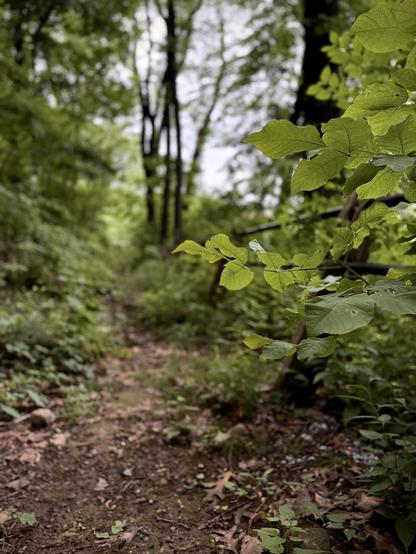A color, wide-angle photograph in portrait orientation that captures a tranquil scene in University Woods, the Bronx, New York. The scene is focused on a narrow dirt trail that winds into a lush, green forest. In the foreground, vibrant, sun-drenched green leaves are sharply in focus on the right, catching soft natural light and contrasting with the deeper, shadowed tones of the woods. A partial view of a dark metal railing runs diagonally from the right mid-ground. The trail itself, composed of dirt, fallen leaves, and patches of small greenery, stretches from the bottom center into the soft-focus depth of the trees in the distance. The background is dominated by the blurred vertical silhouettes of tall trees, which create a sense of enclosure and depth, drawing the viewer's eye further into the woods.
