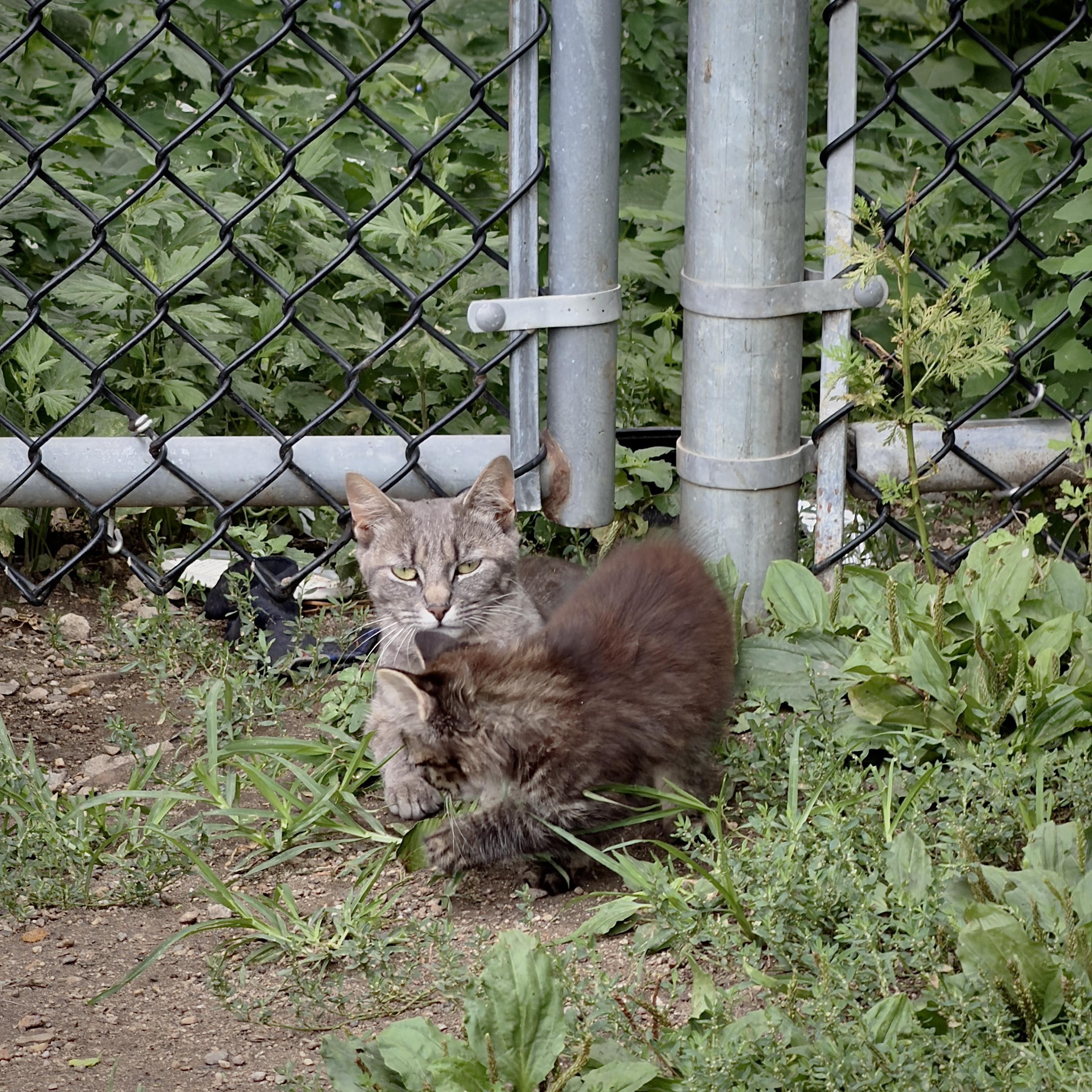 A color, medium-angle photograph in square aspect ratio of a mother cat and her kitten sitting on a dirt patch alongside a chain-link fence in the Harlem neighborhood of Manhattan on a partly cloudy afternoon. The adult cat, a grey tabby with striking yellow-green eyes, sits facing forward with a calm, watchful expression. Directly in front of the mother, a fluffy, dark brown, long-haired kitten is positioned with its back to the camera, intently batting at a small green plant in the dirt. The background features the grey metal framework and mesh of a chain-link fence, partially obscured by vibrant green weeds and foliage growing both in front of and behind it. The ground is a mix of packed dirt and patches of low-lying vegetation. The overall lighting is natural and soft.