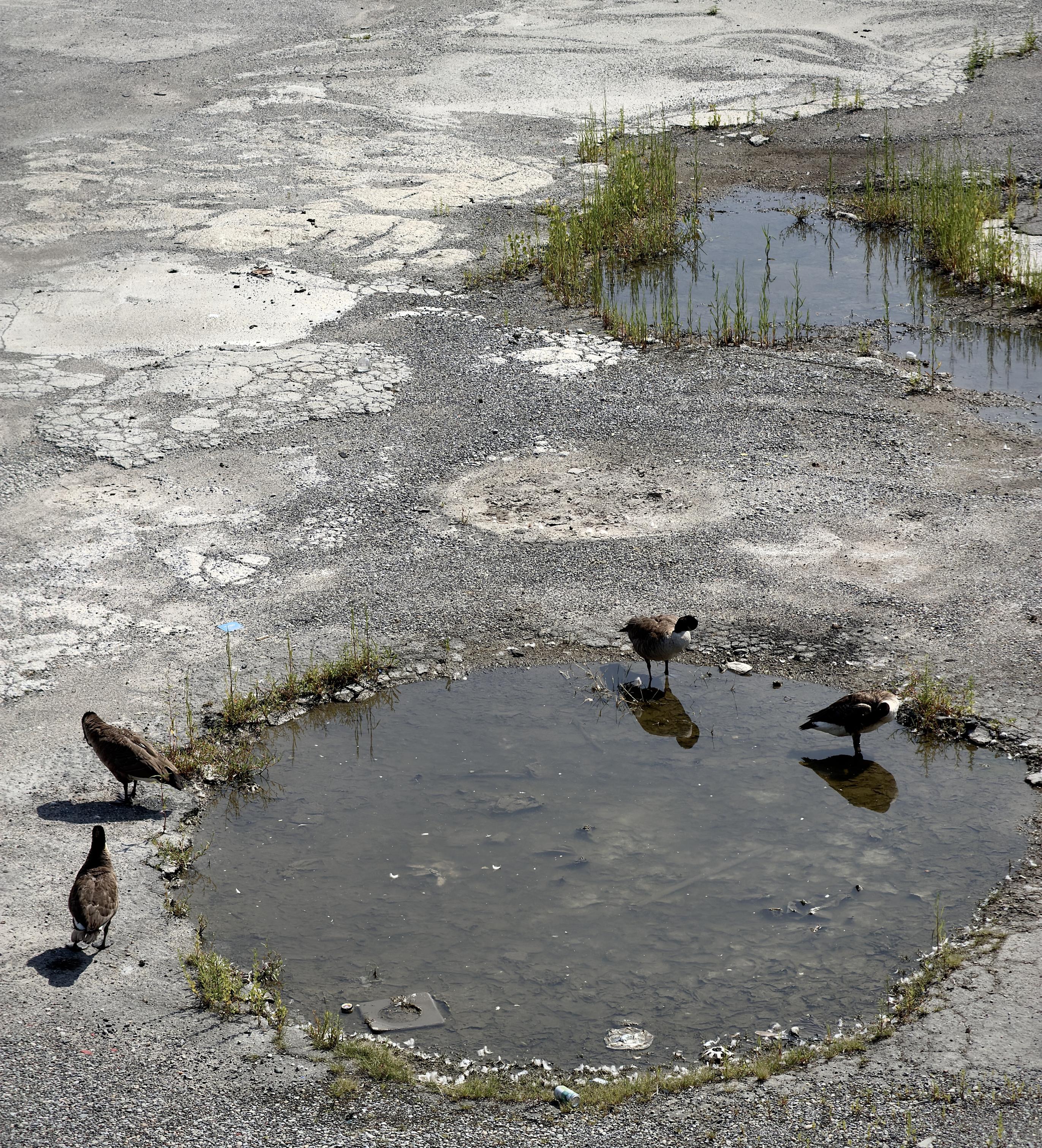 A color, wide-angle photograph that captures a heavily weathered and cracked asphalt surface, featuring a circular puddle in the lower portion and an irregular puddle in the upper right. Sparse, green weeds sprout through the cracks and around the edges of both pools of water, breaking the gray monotony of the ground. Four Canada geese are scattered around the lower circular puddle, casting short shadows under the bright daylight. Two geese stand closely together on the lower-left edge near the water, while two others stand directly in and along the right edge of the puddle, creating subtle reflections on the calm surface.